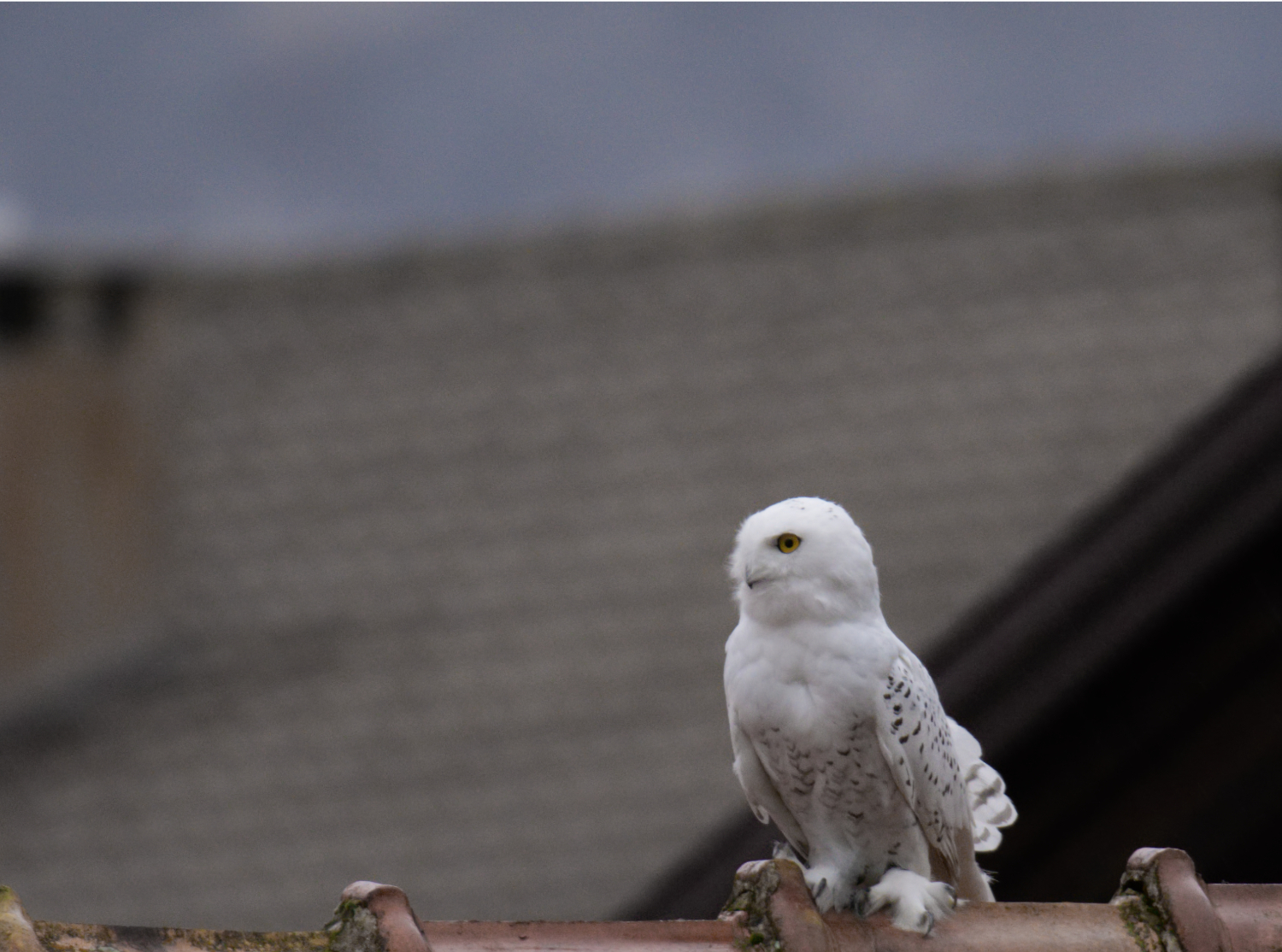 Far from our daily life, a rare beauty