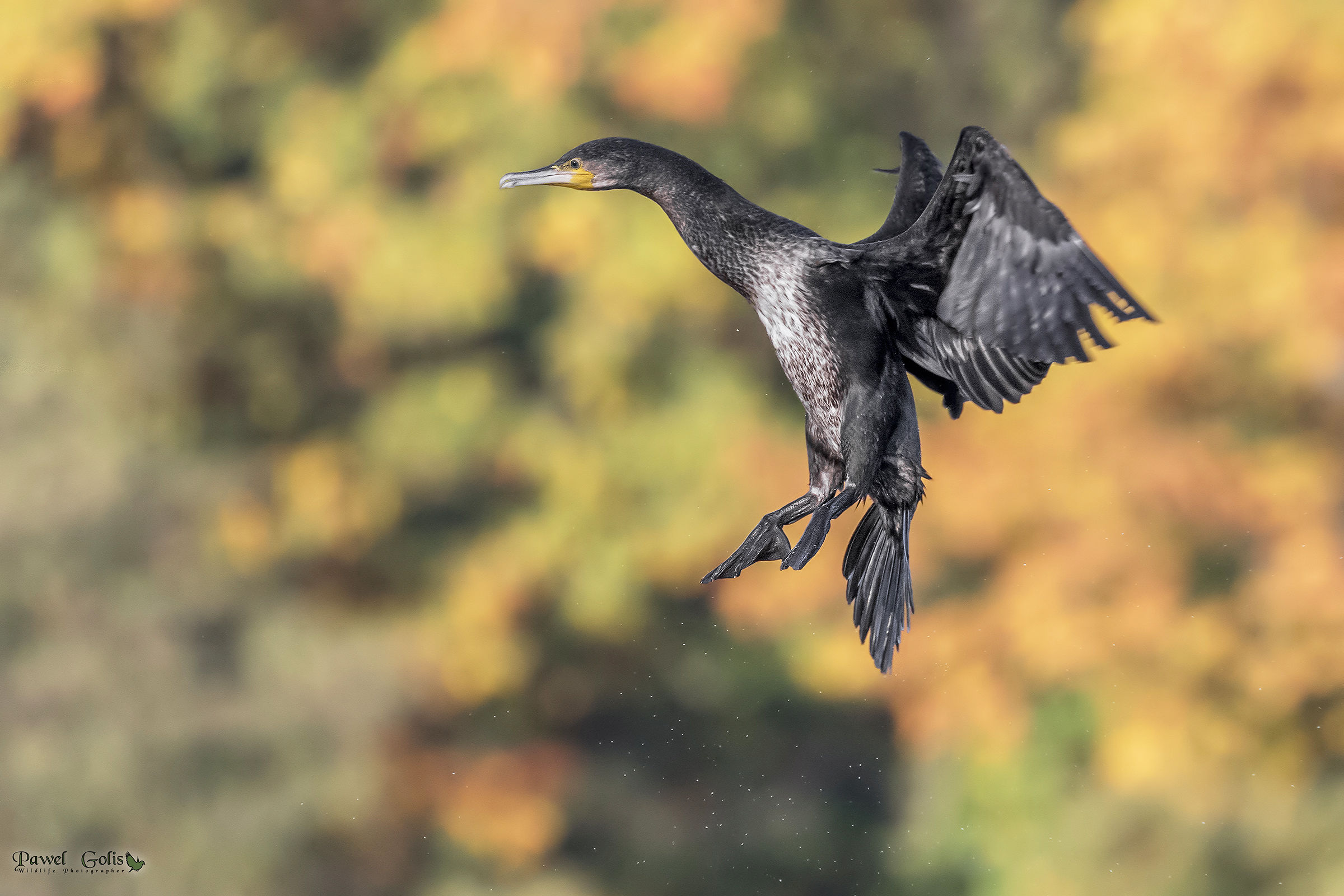 Cormorant