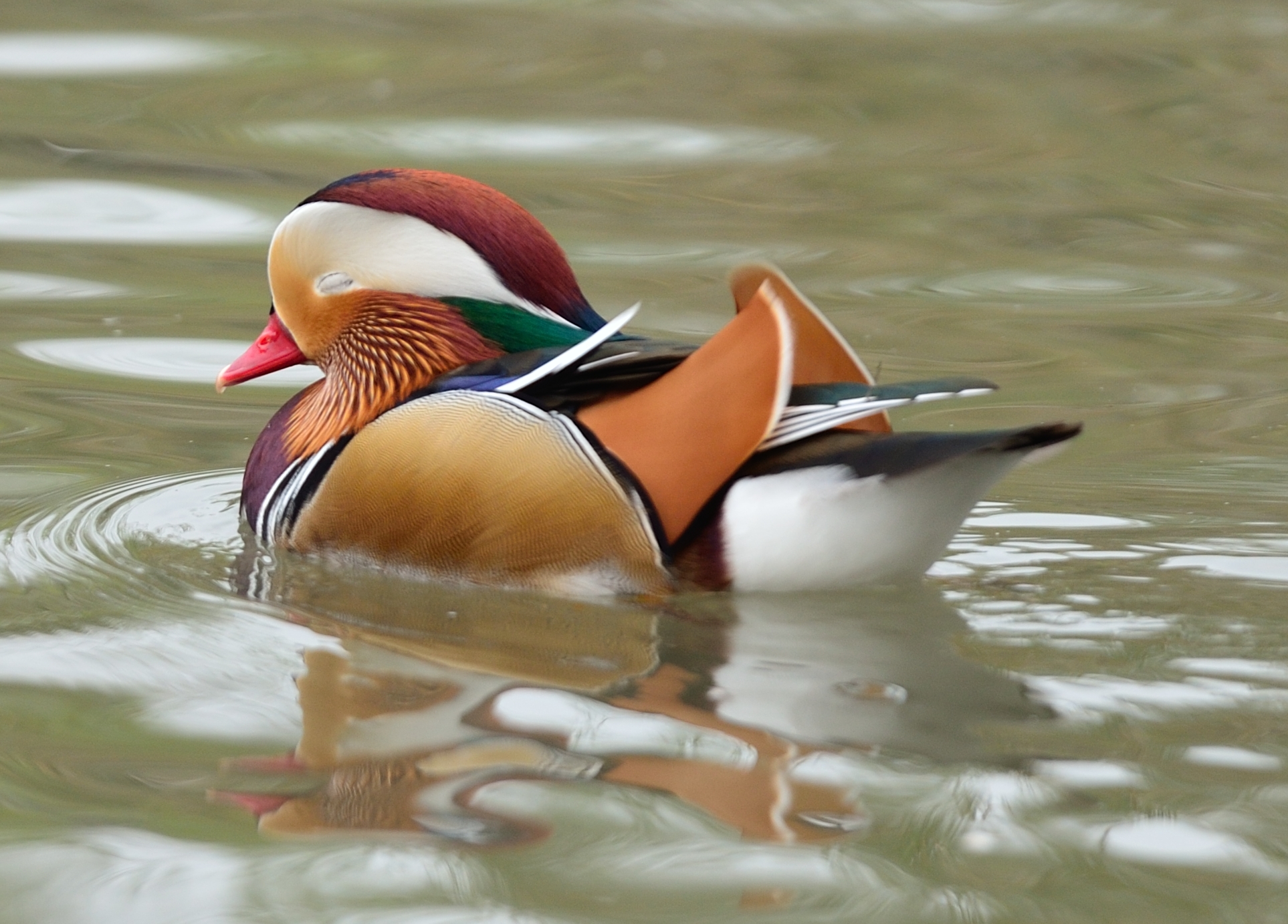 Anatra Mandarina che dorme
