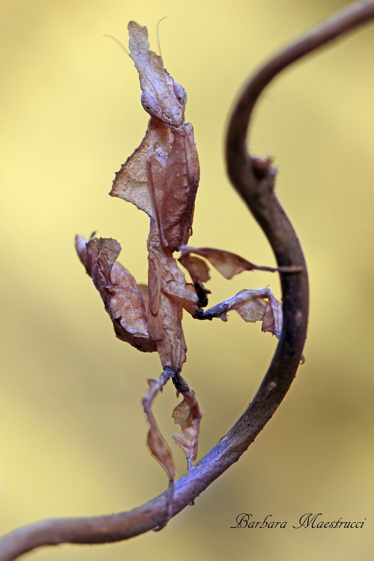 Curve particolari...