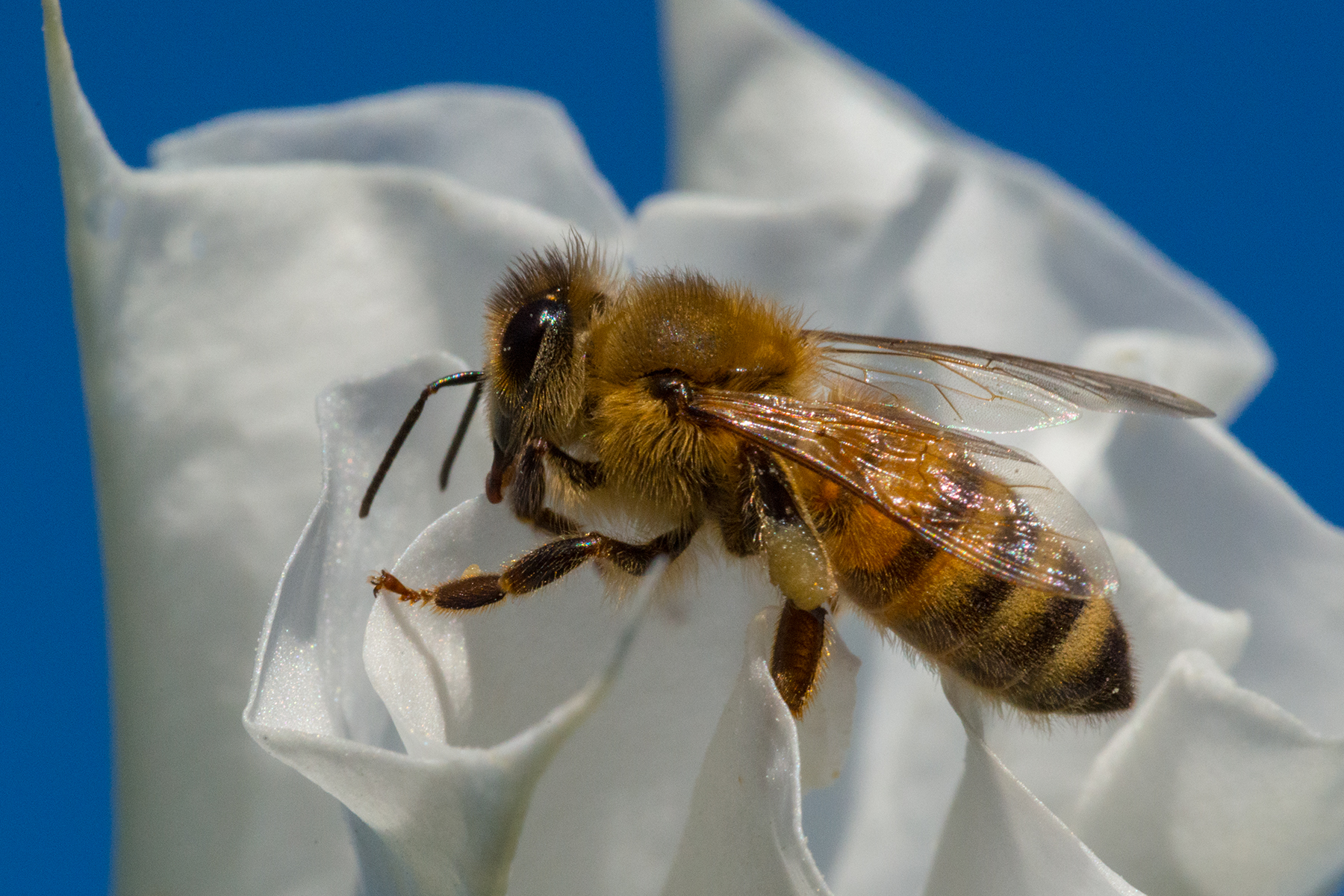 Bee