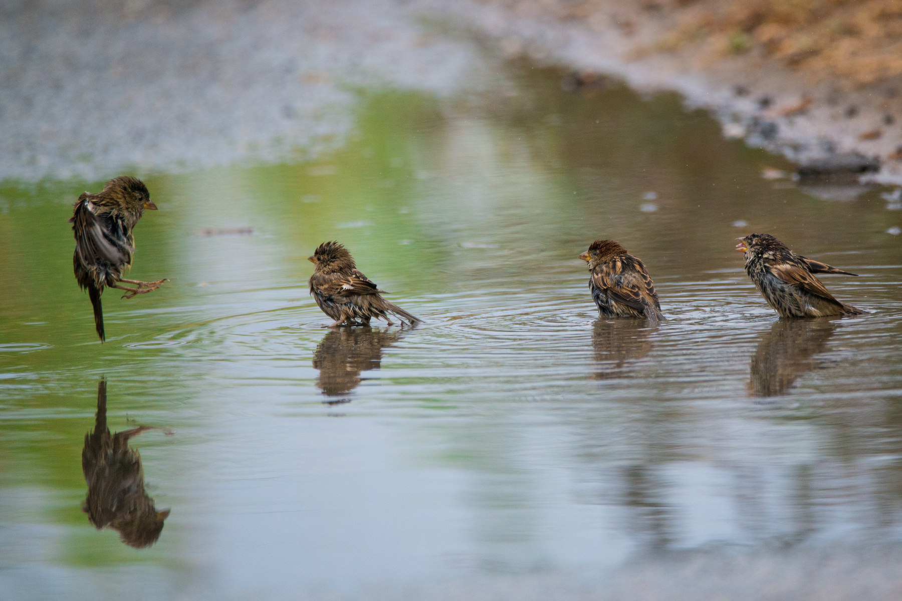Sparrows in the bathroom