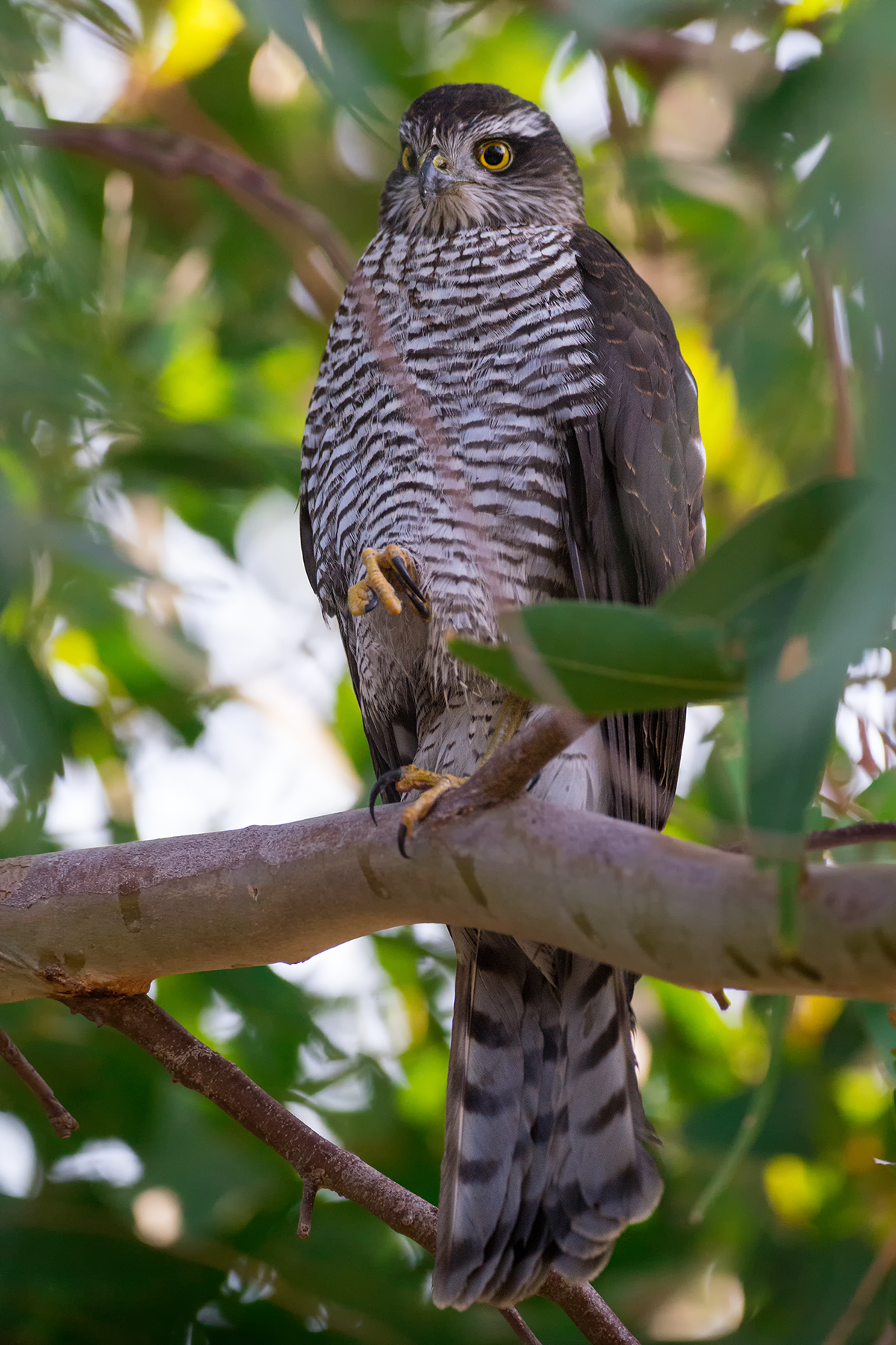 Sparrowhawk