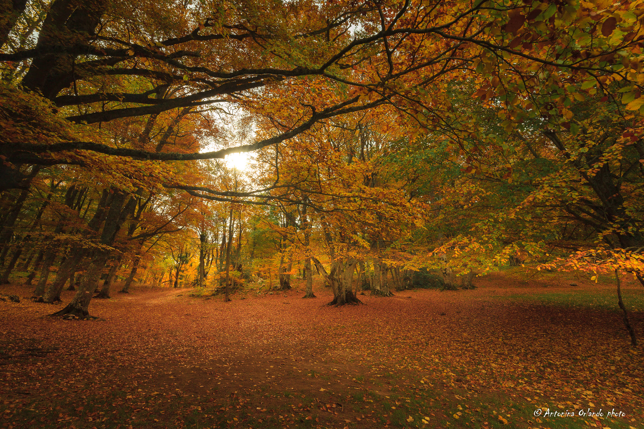 Addentriamoci nel bosco , morbide atmosfere