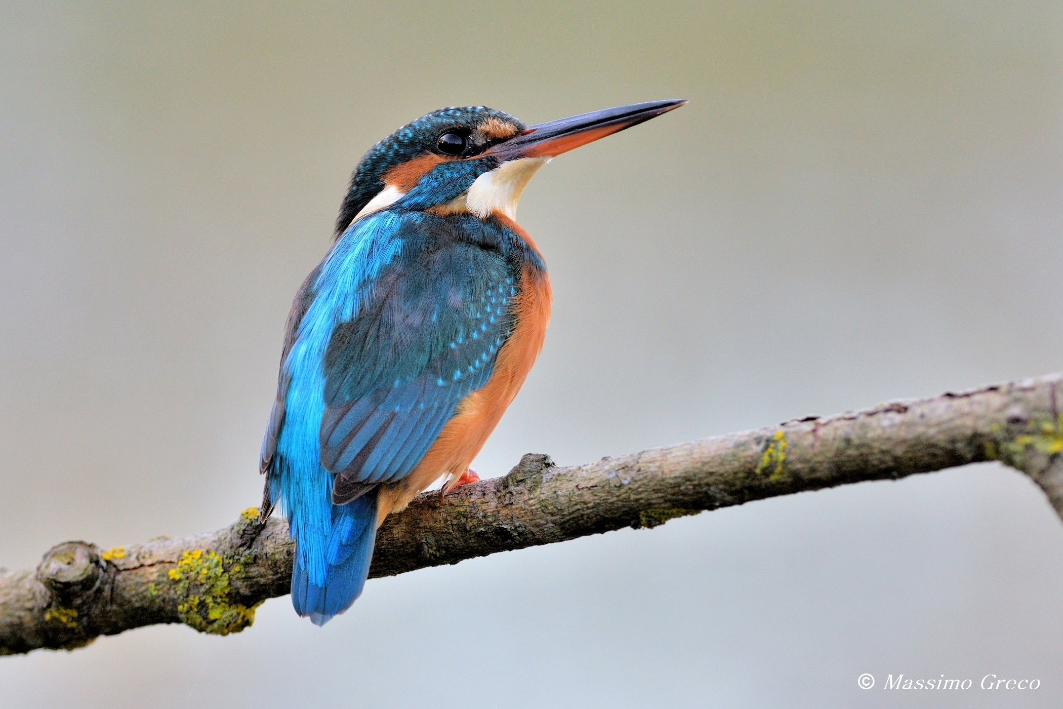 Martin pescatore (Alcedo atthis)