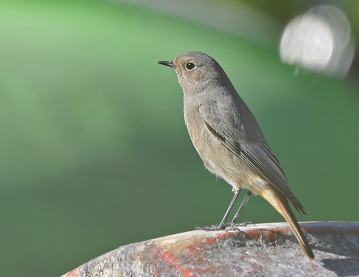 Codirosso spazzacamino (Black redstart)