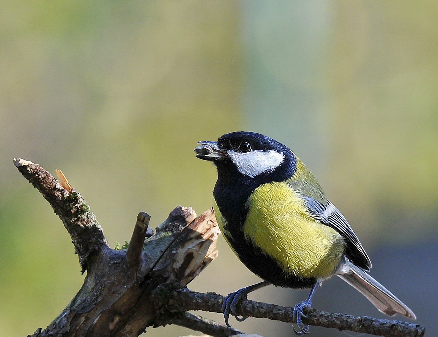 Cinciallegra (Great tit)