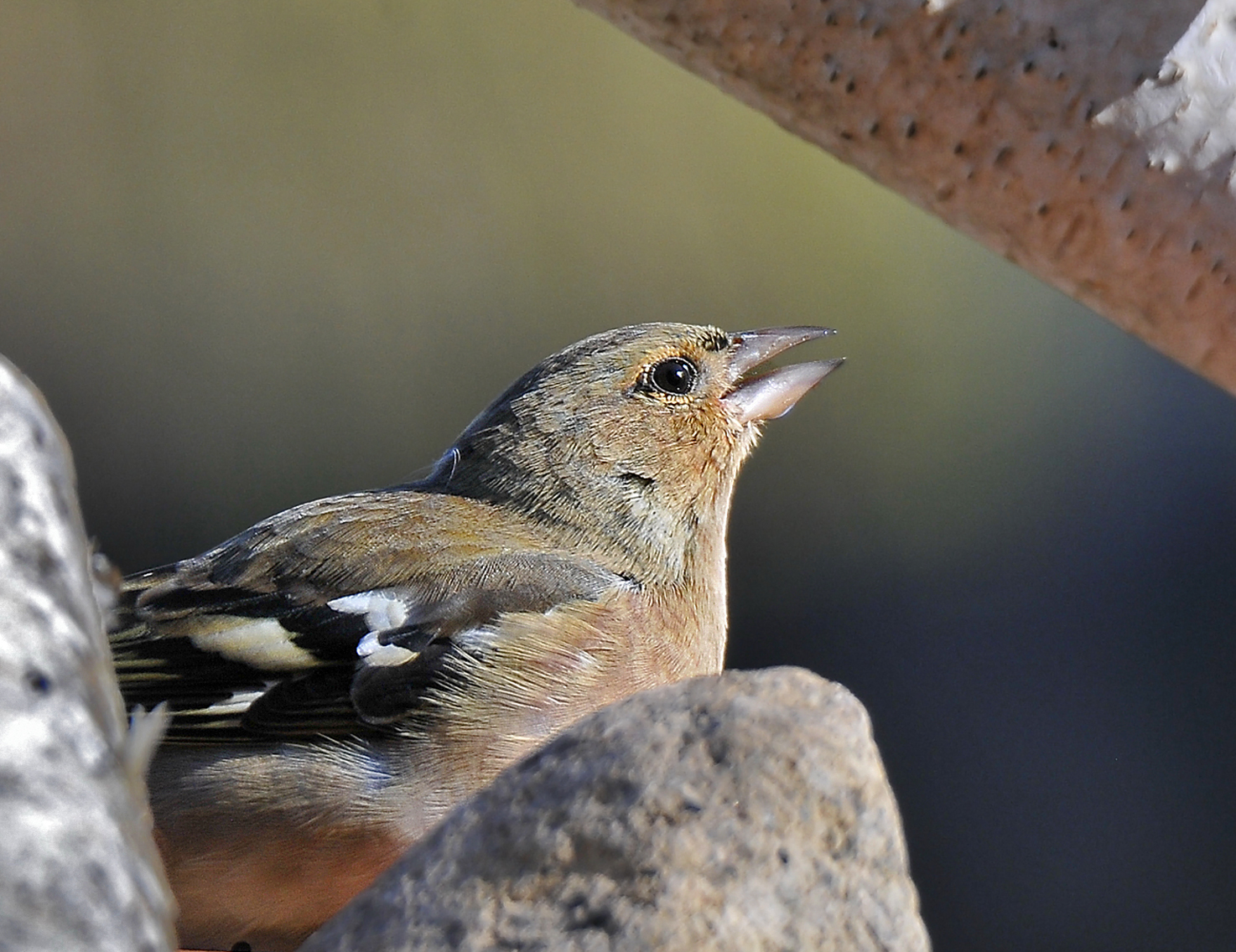 Fringuello (Chaffinch)