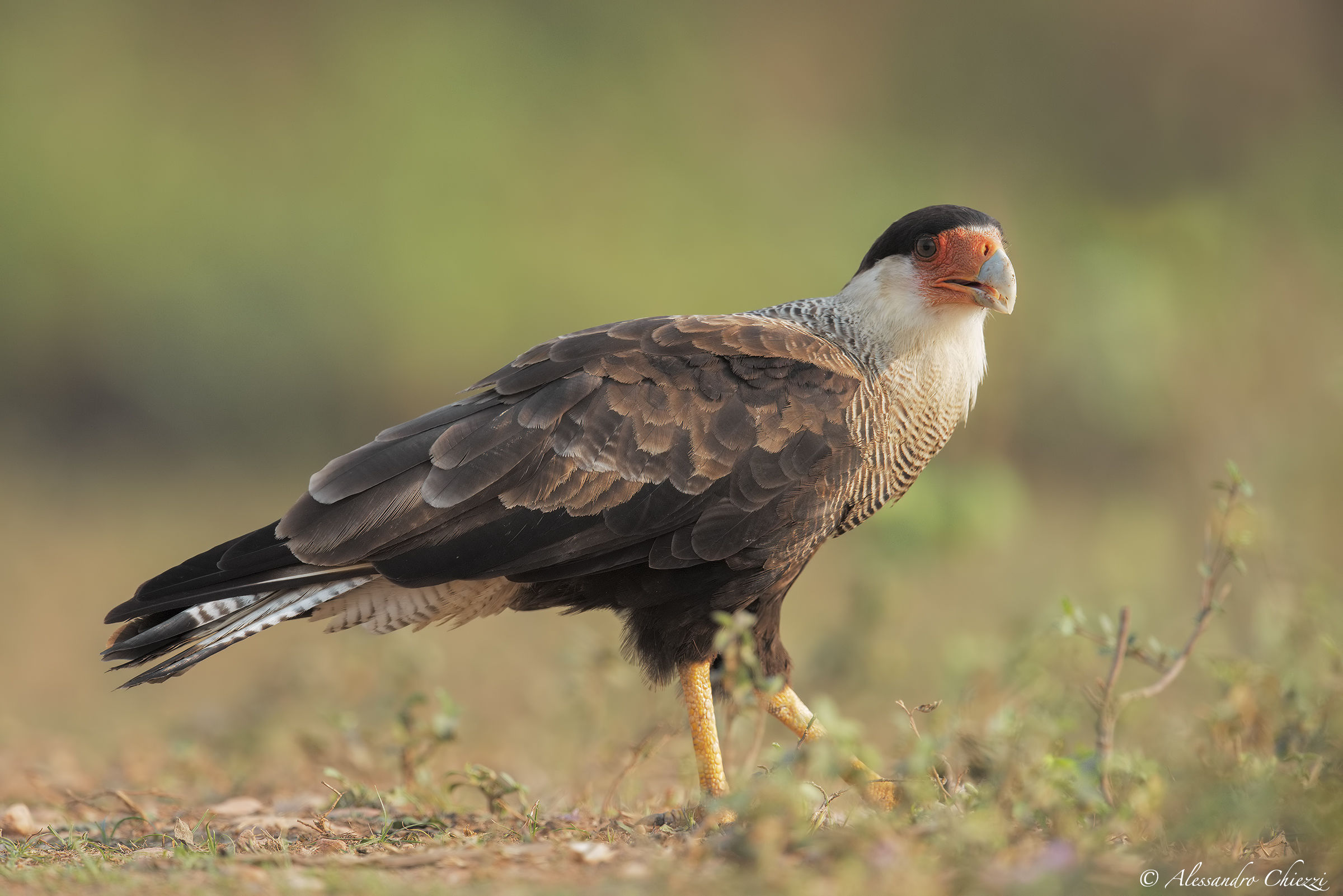 Caracara at sunset