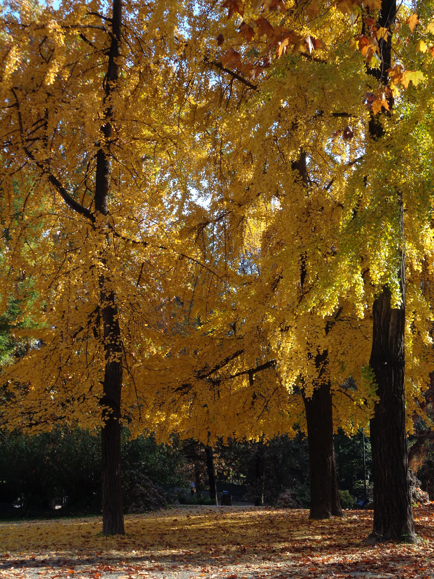 Gardens of Porta Venezia