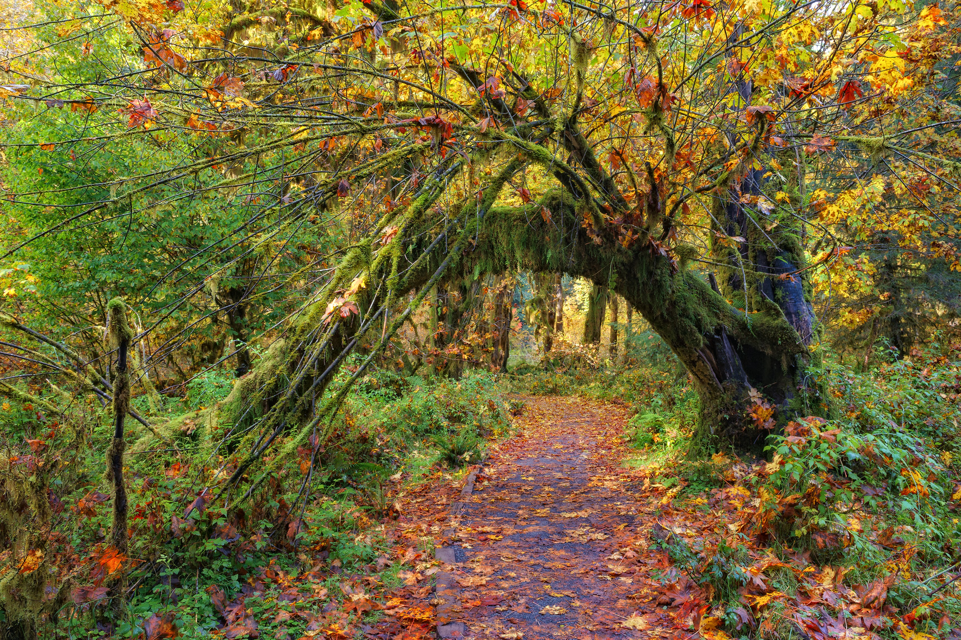 Hoh Forest, Olympic Peninsula, WA