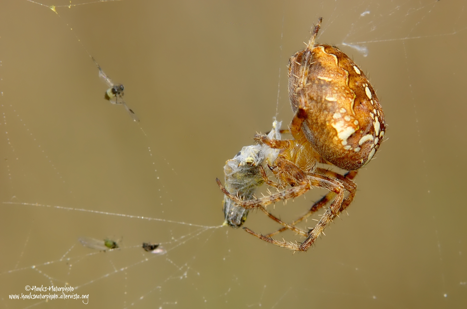 Araneus-diadematus