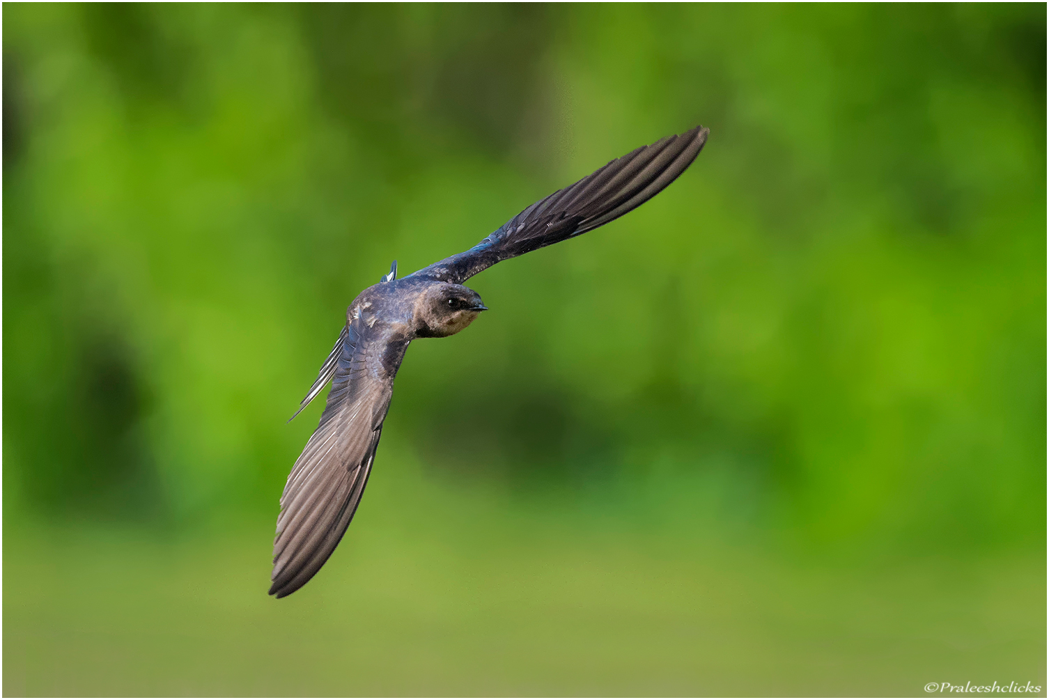 Barn Swallow