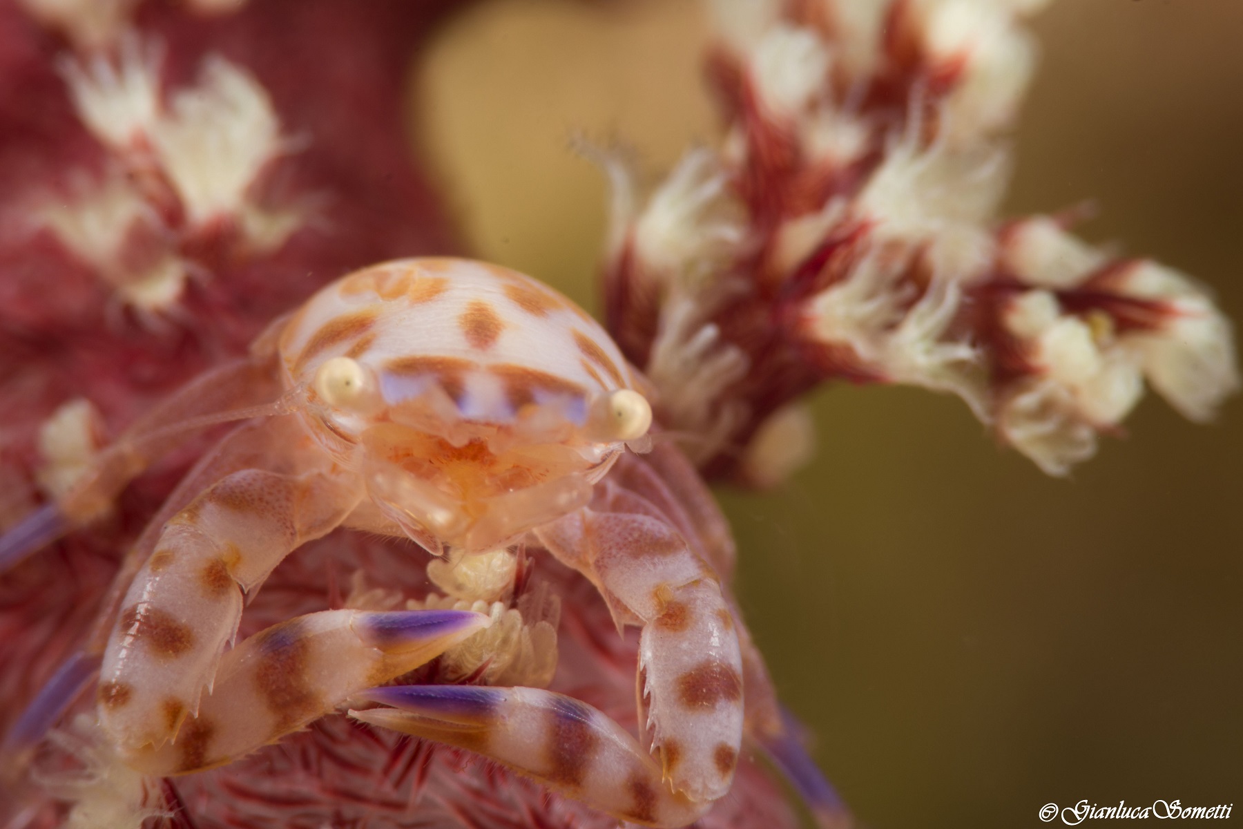 soft coral porcelain crab