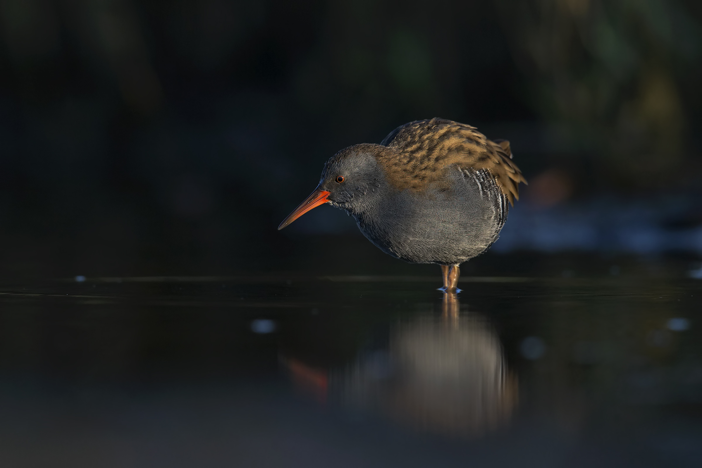 Porciglione..notturno