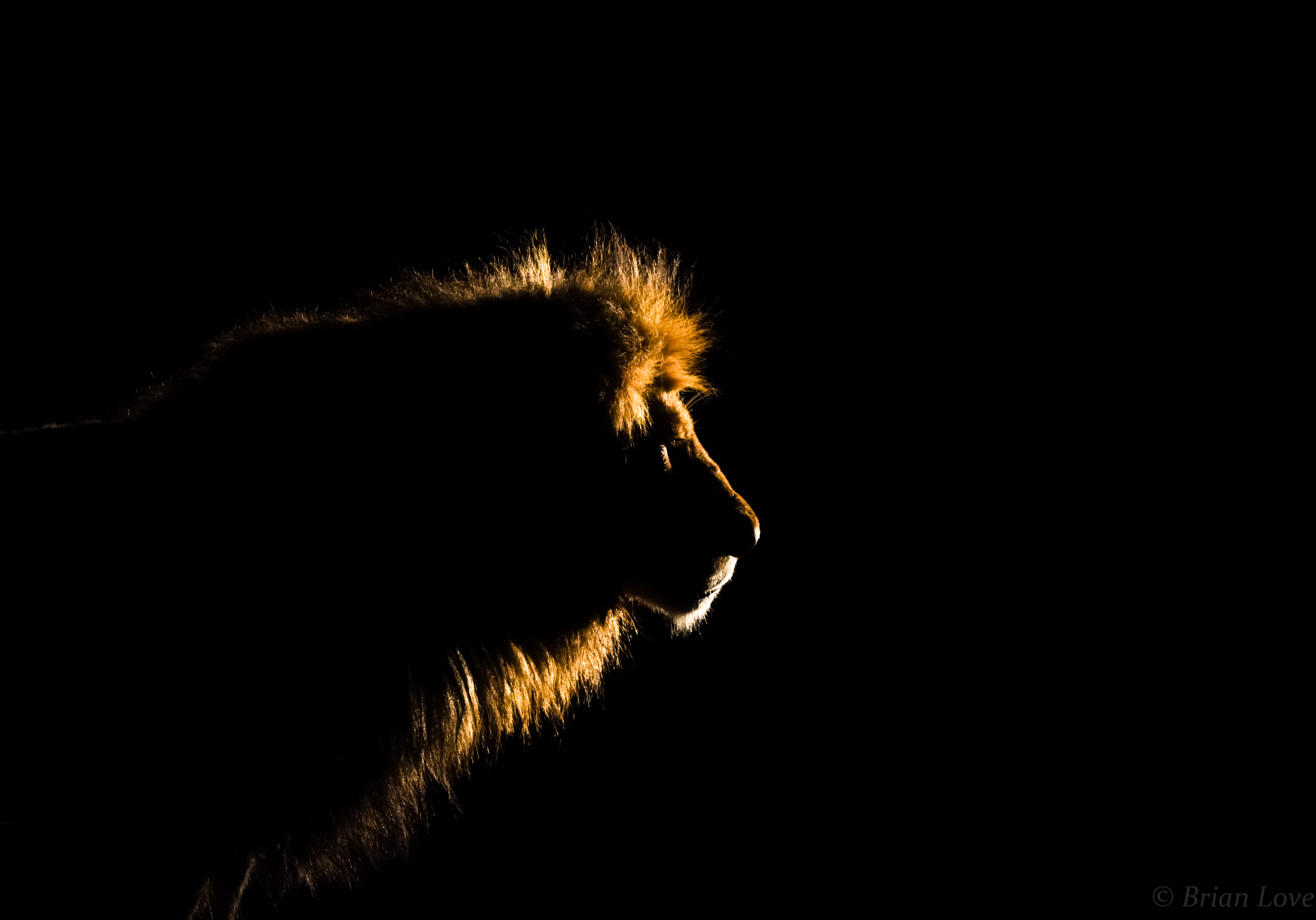 A Kings Golden Crown