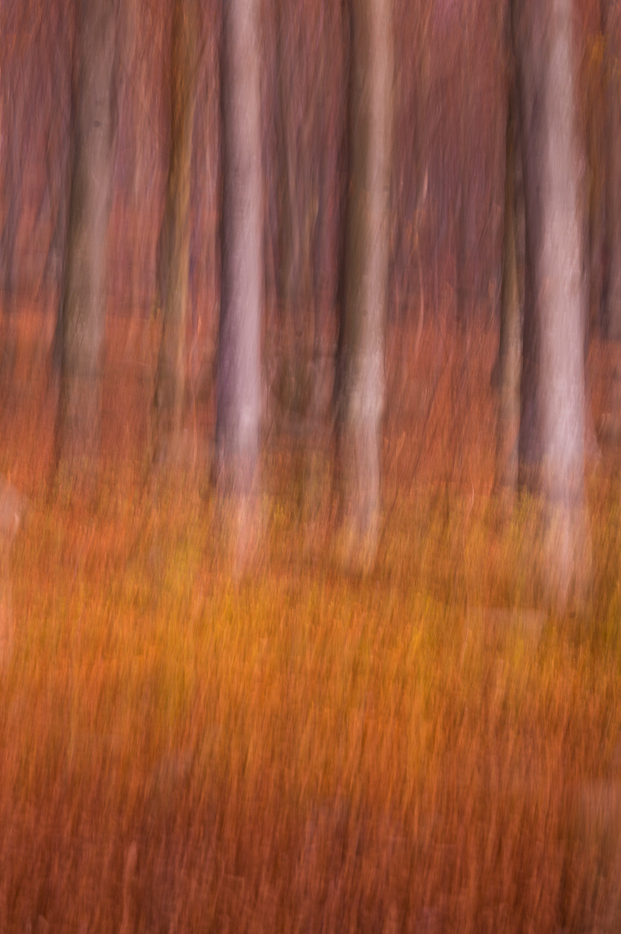 Autumnal Impressionism