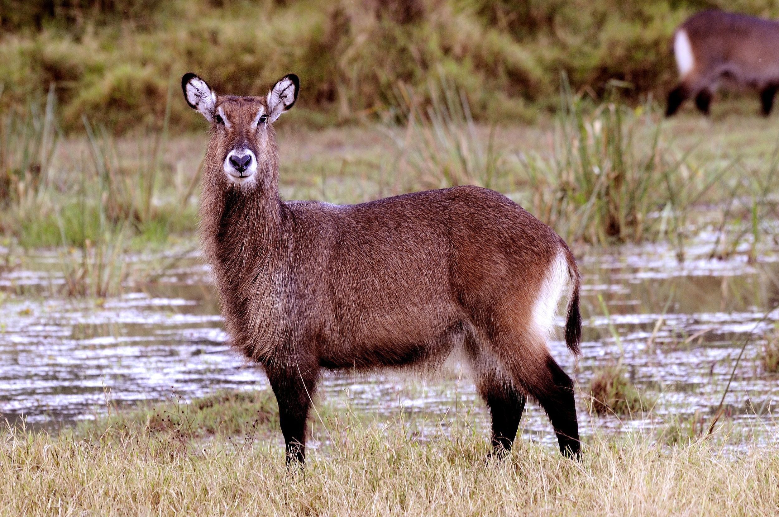 Waterbuck