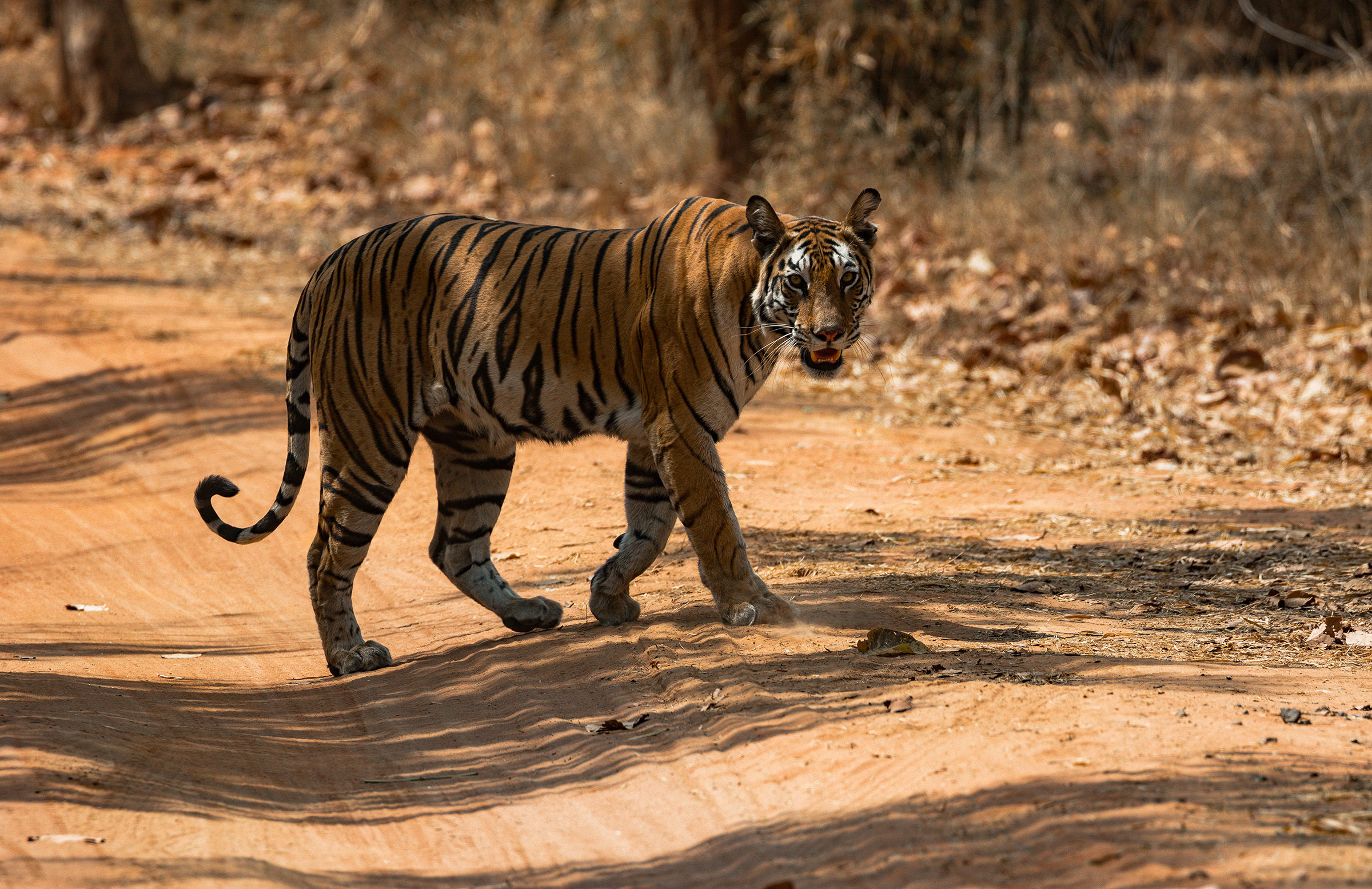 Una vergogna senza fine
