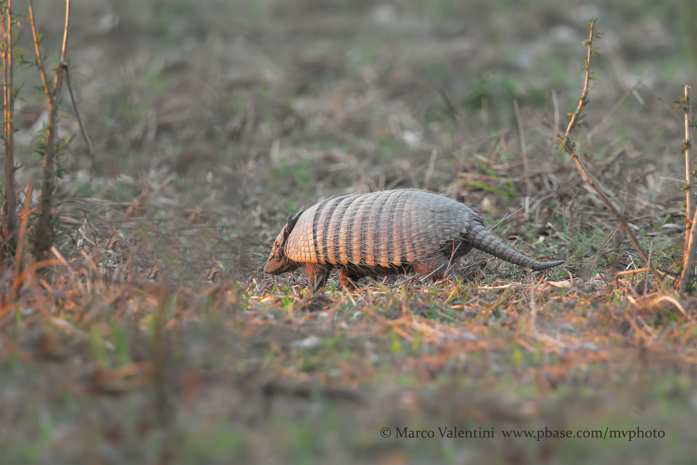Armadillo from the six bands