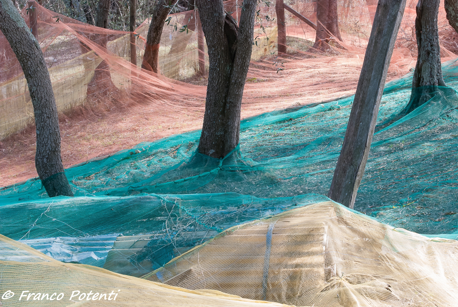 Loc.tà Prato Raccolta delle olive
