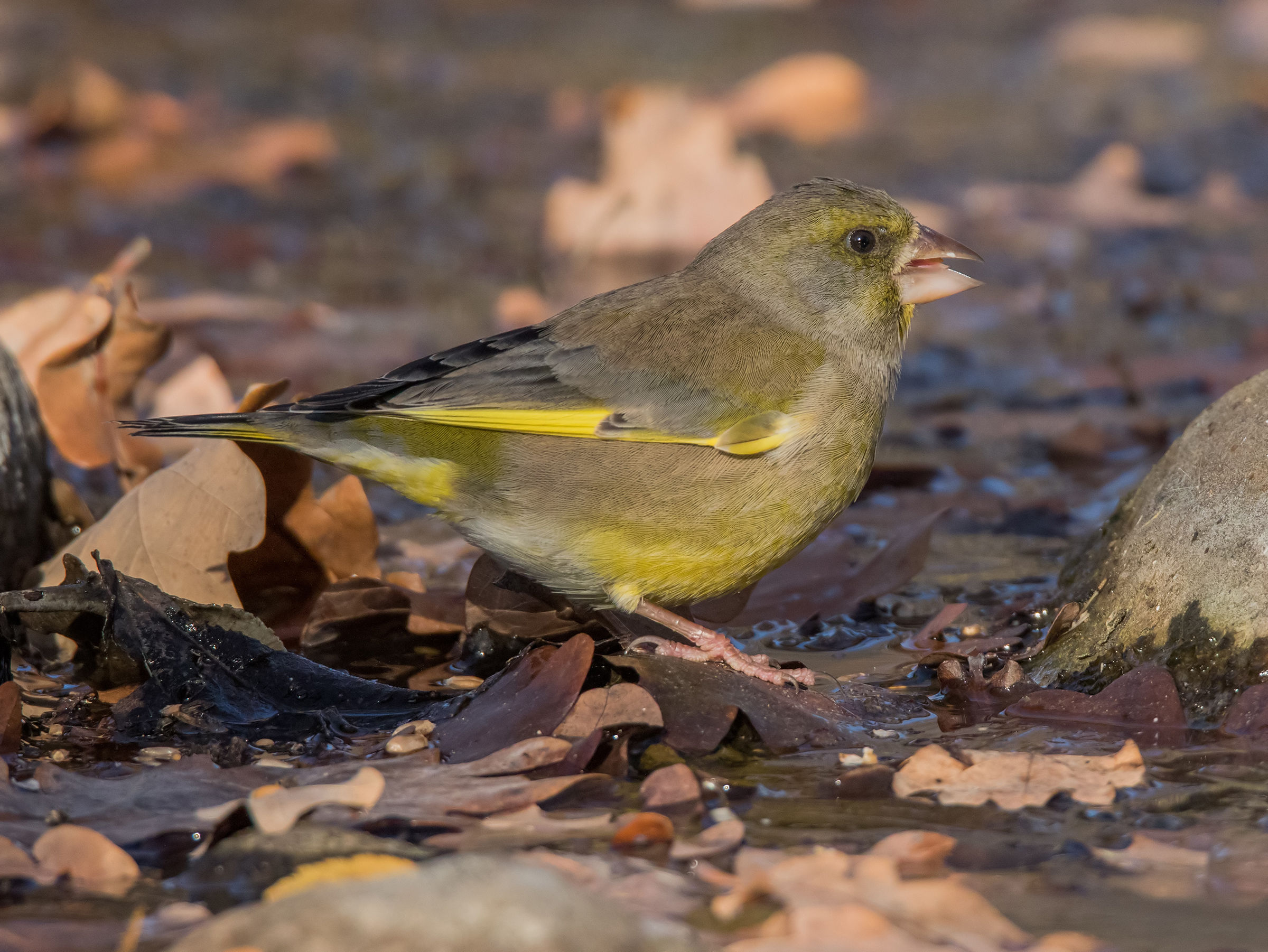 Verdone at the afternoon