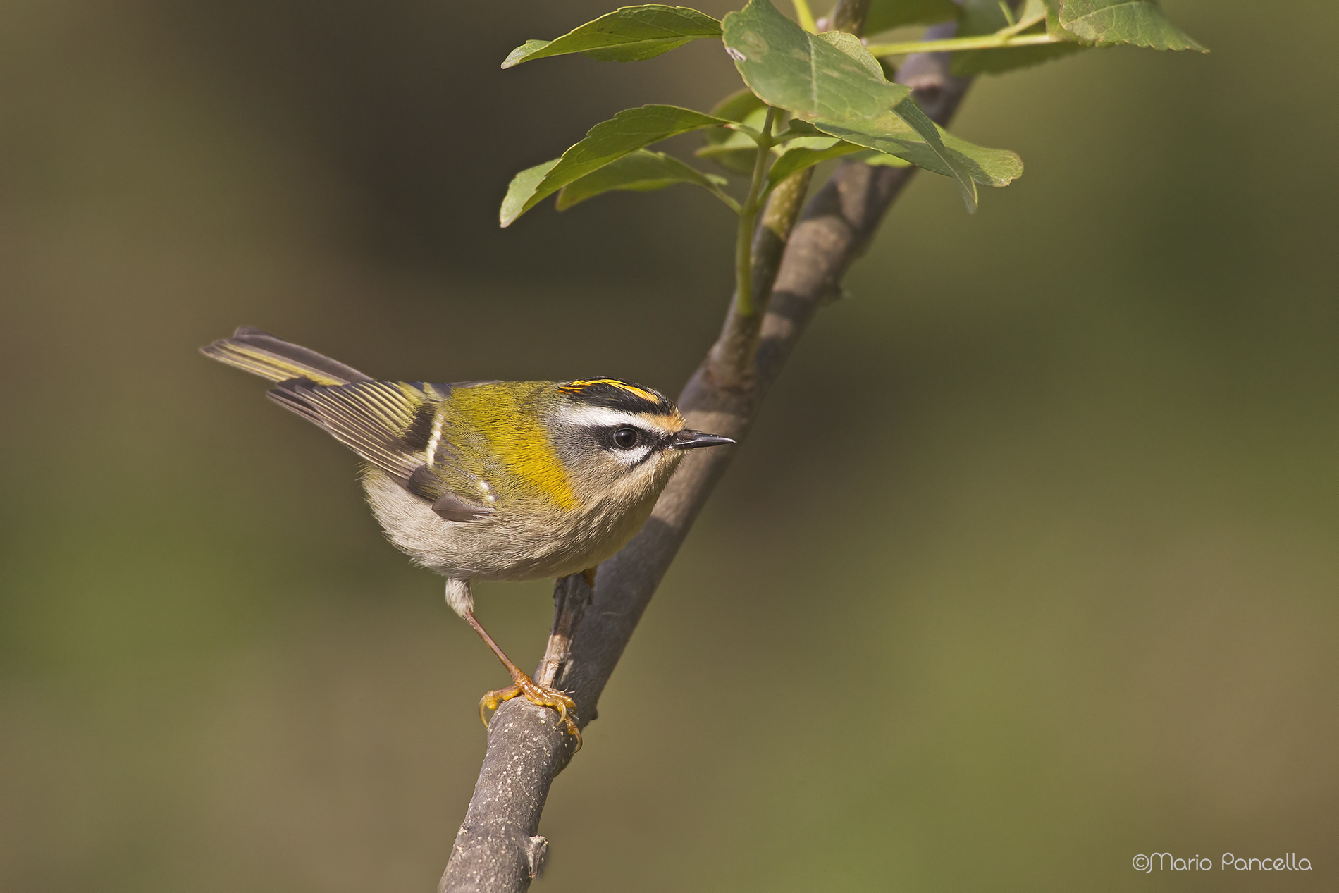 Fiorrancino (Regulus ignicapilla)