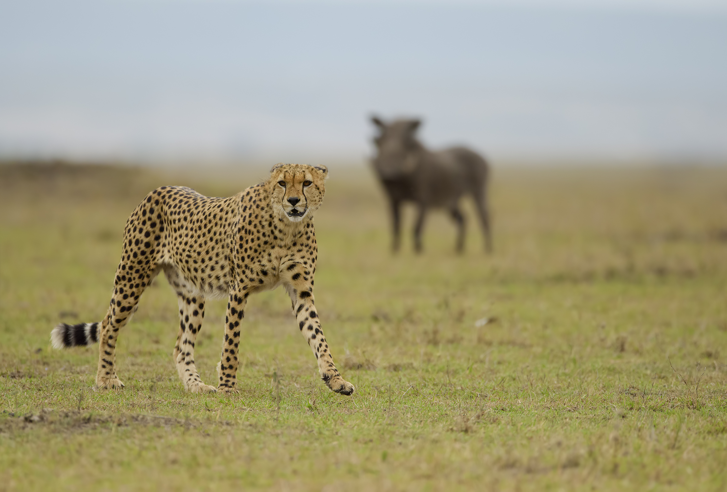 The winner is: Pumba!