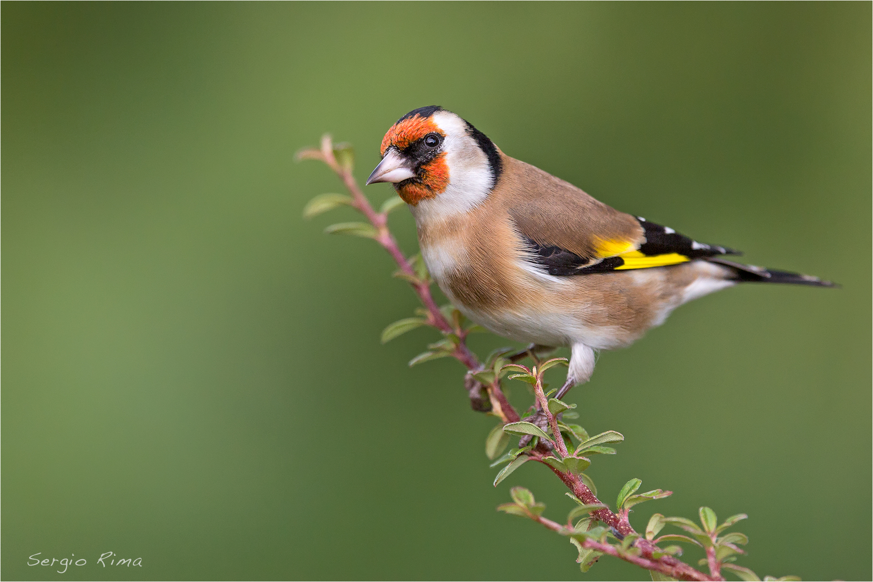 Goldfinch