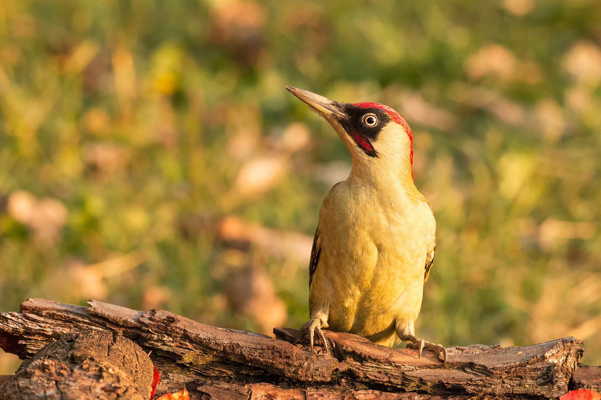 green woodpecker