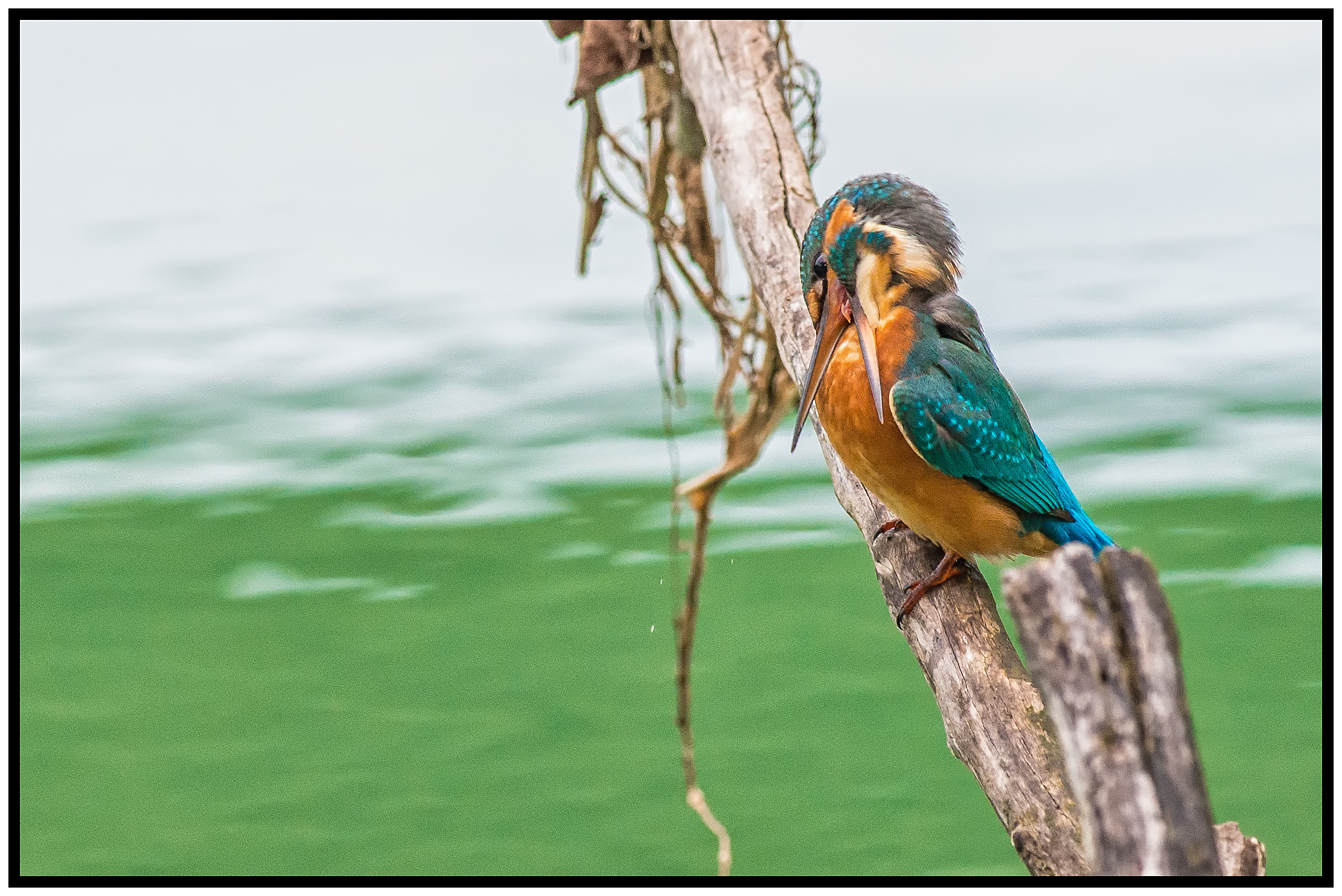 Cleaning morning ...