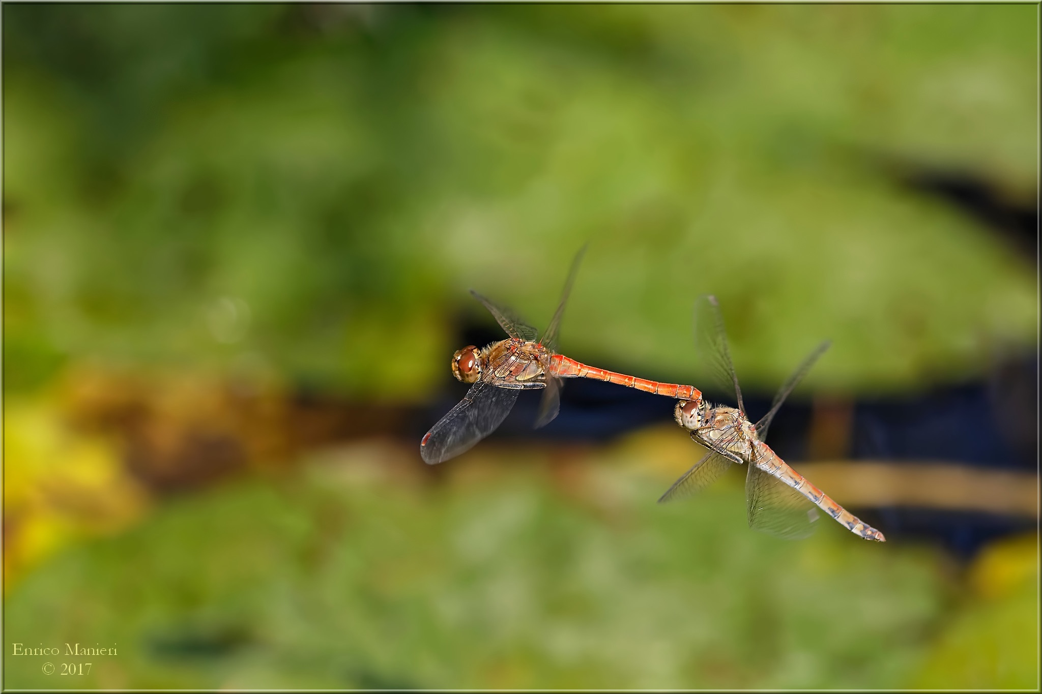 Tandem nuziale - Sympetrum Striolatum