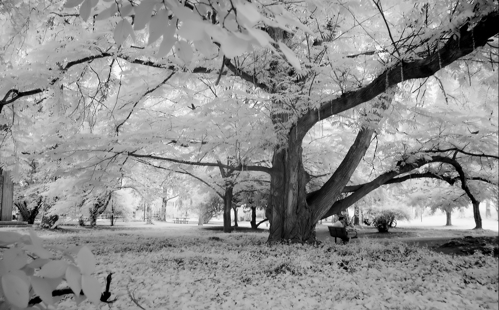 infrared winter look in July .......