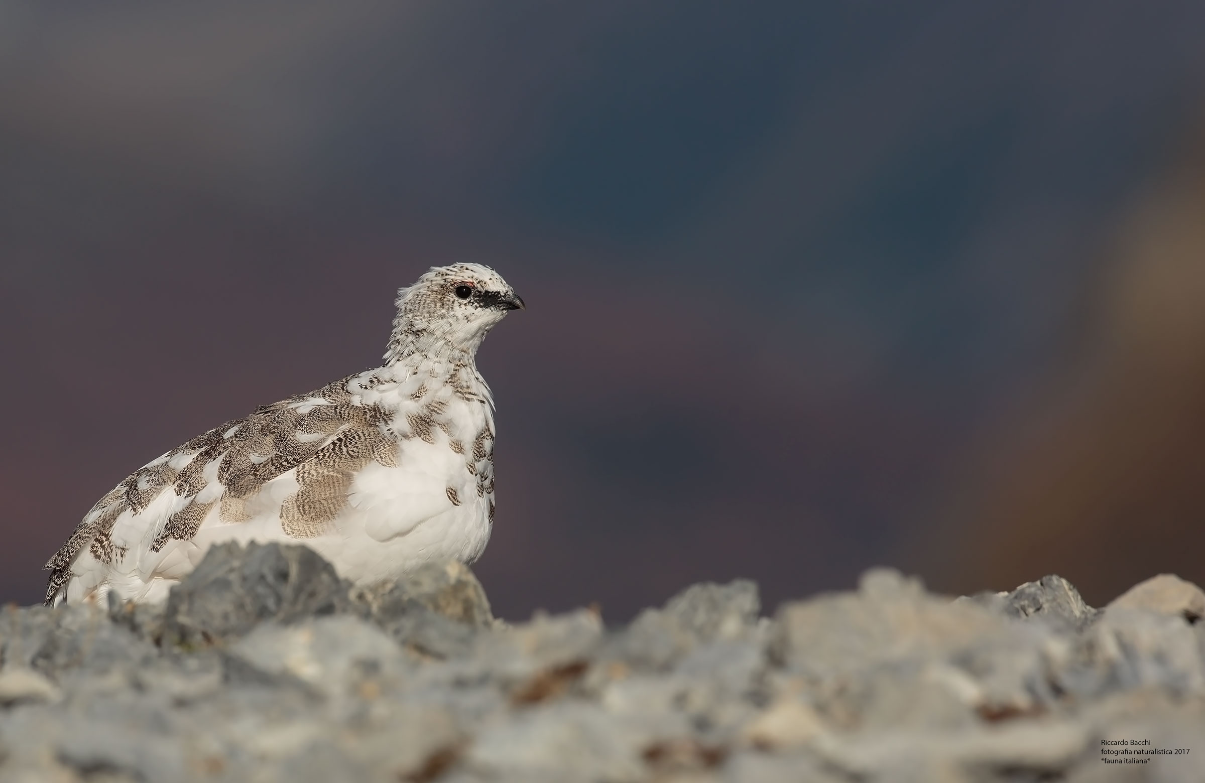 Pernice bianca
