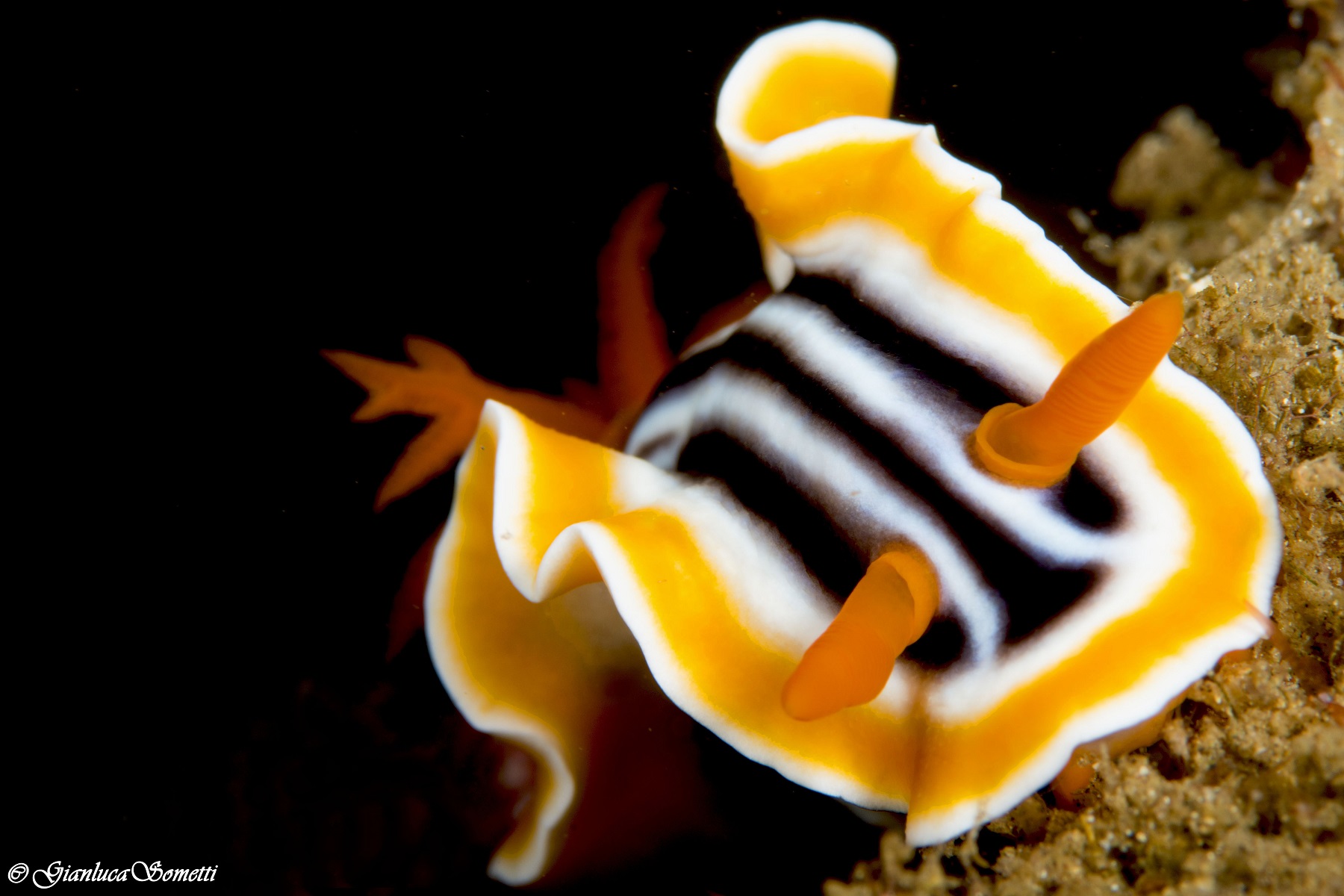 Chromodoris magnifica