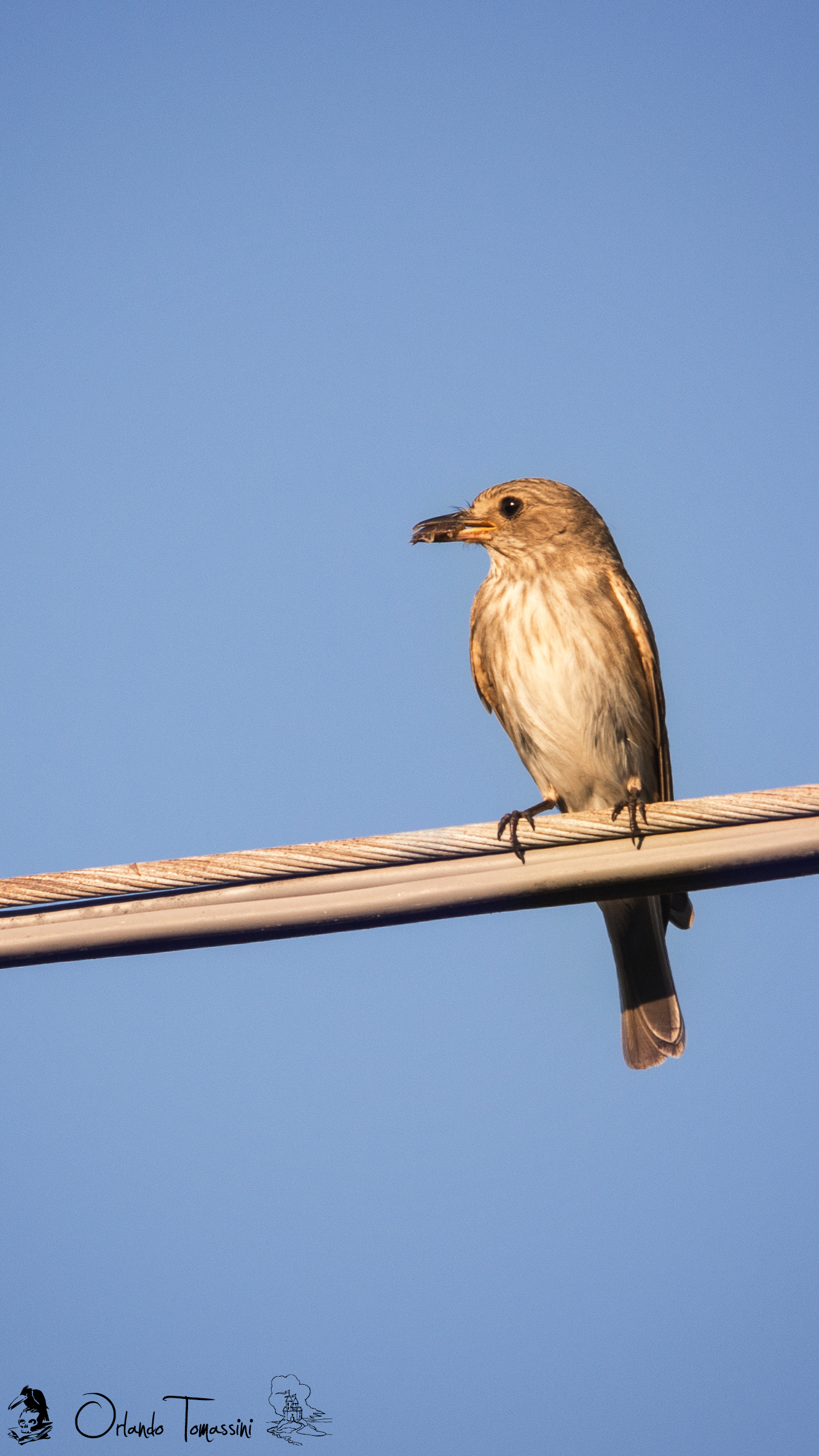 Pigliamosche con preda