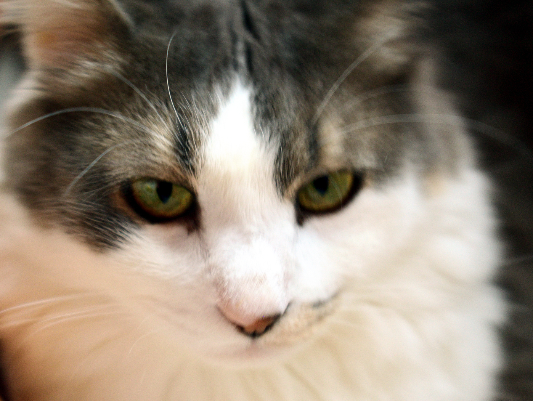 L'Anacleto pensieroso