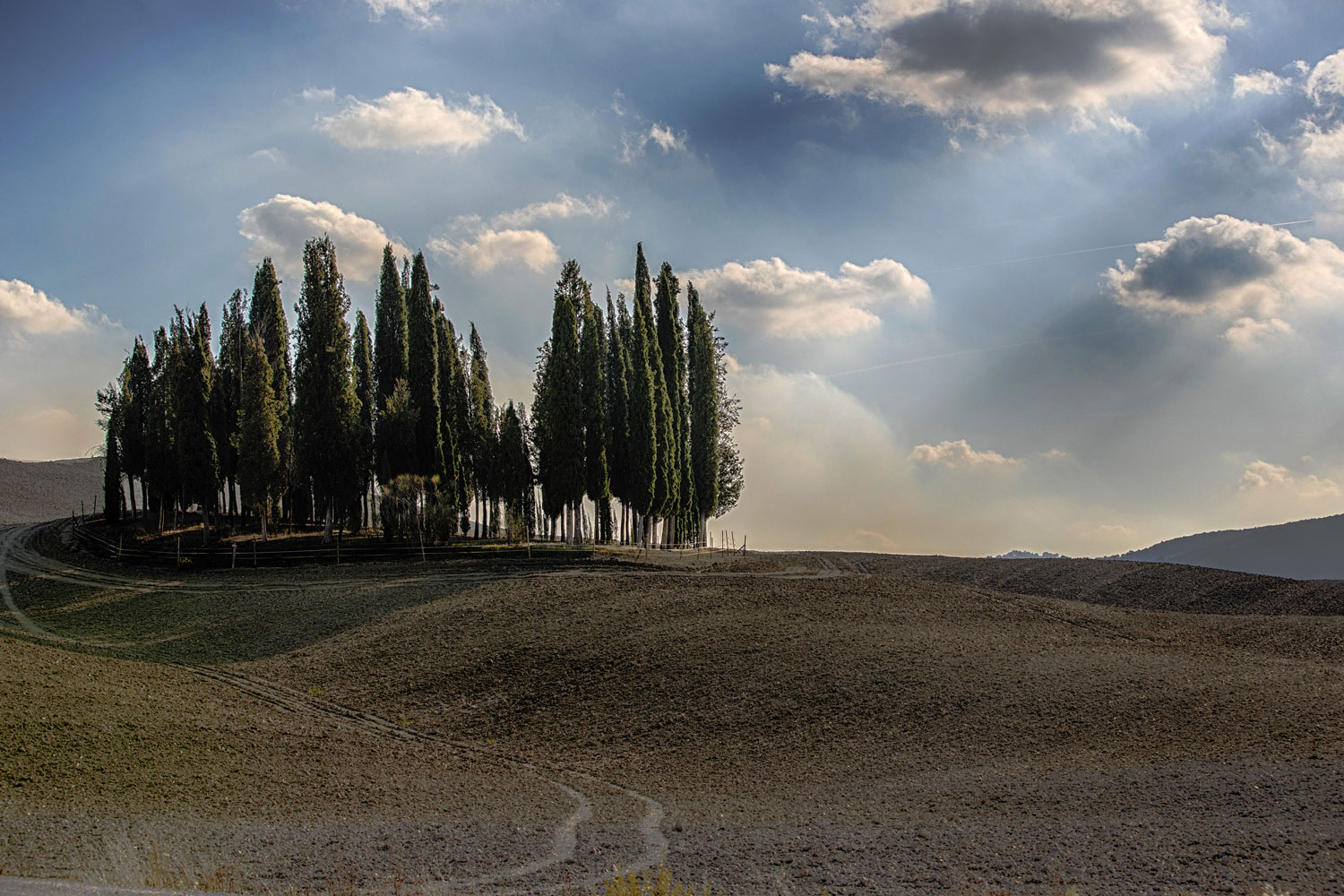 Cypresses in Tuscany