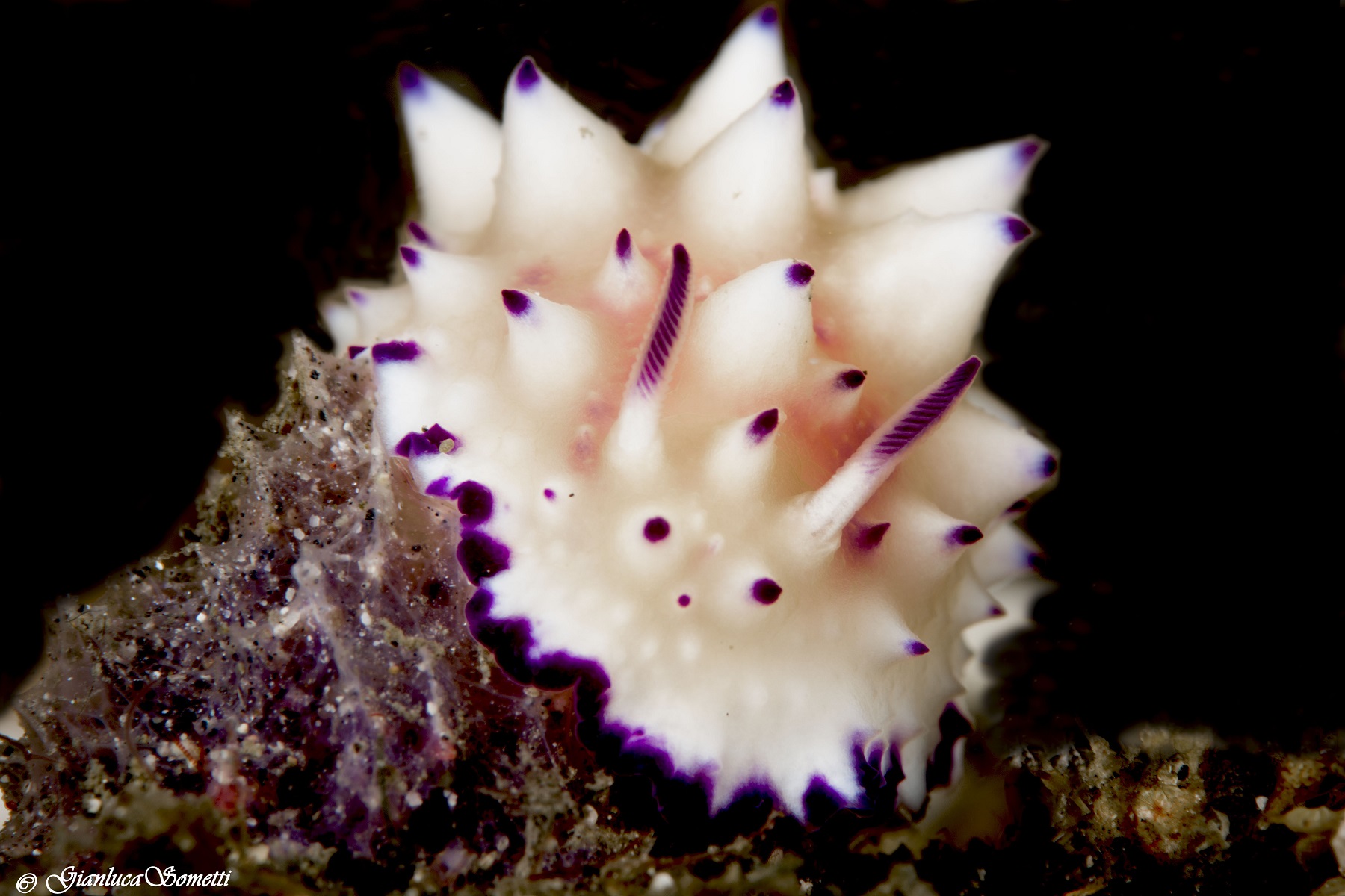 Nudi