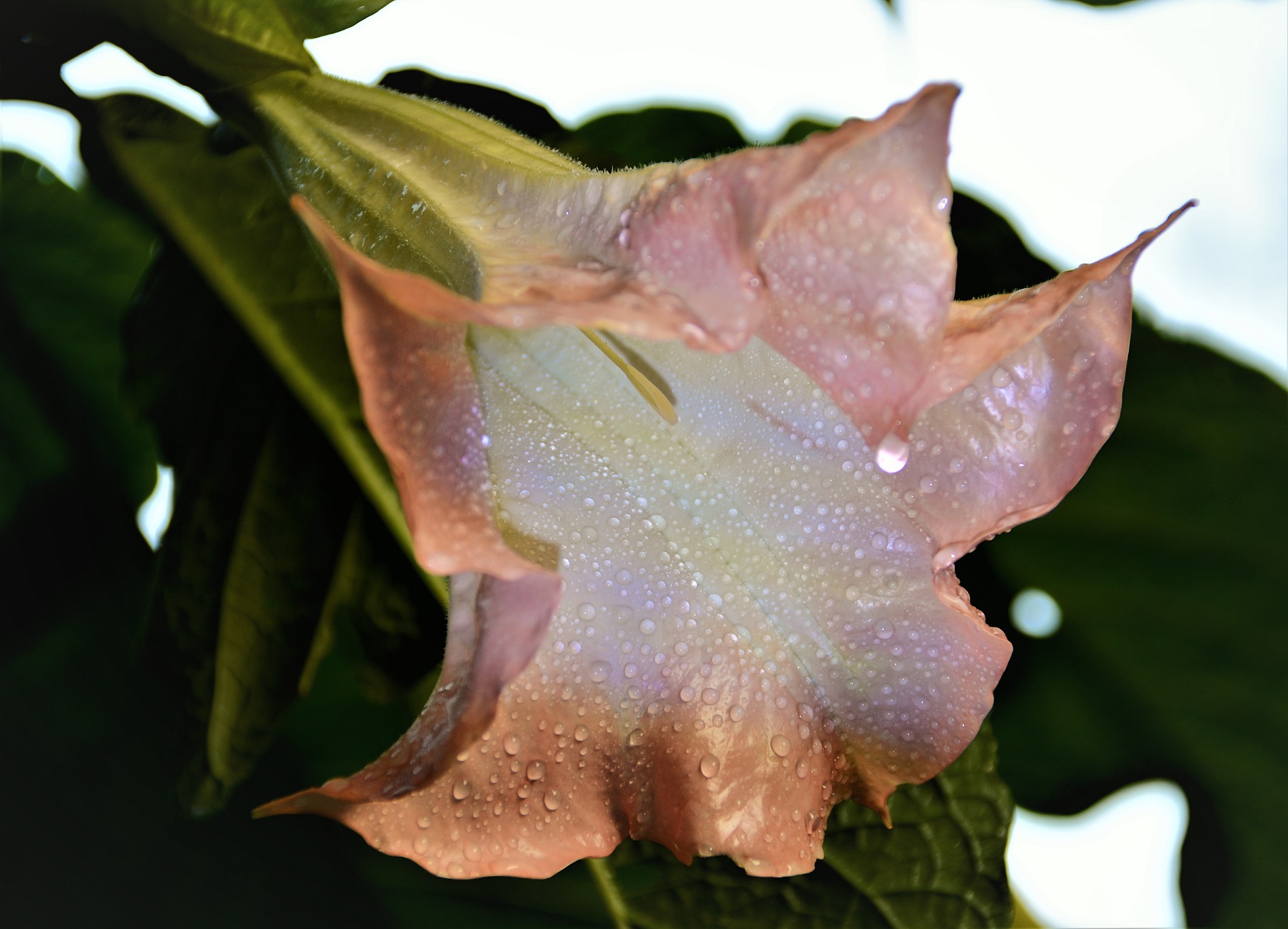 Brugmansia
