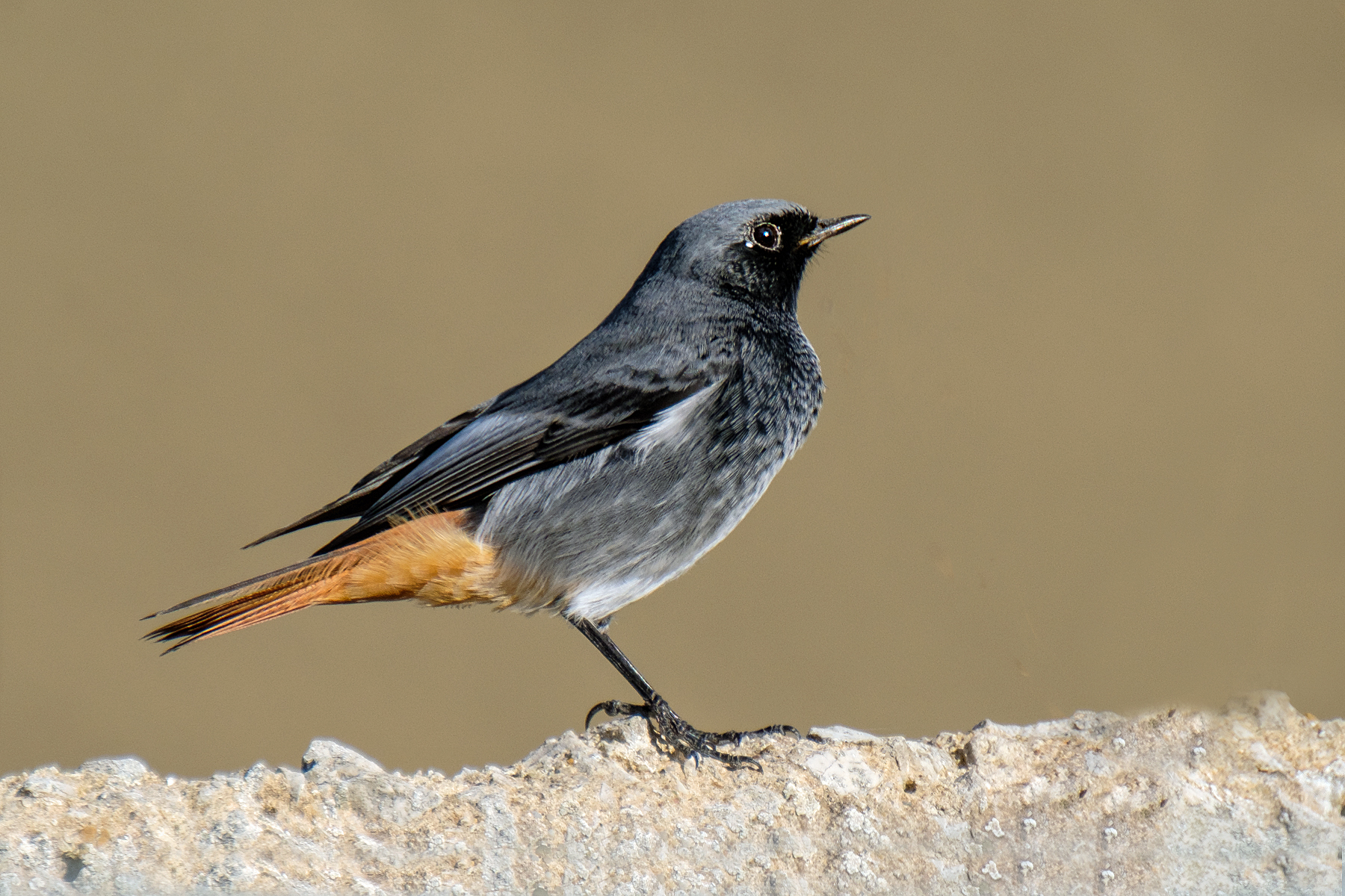 Codirosso spazzacamino.