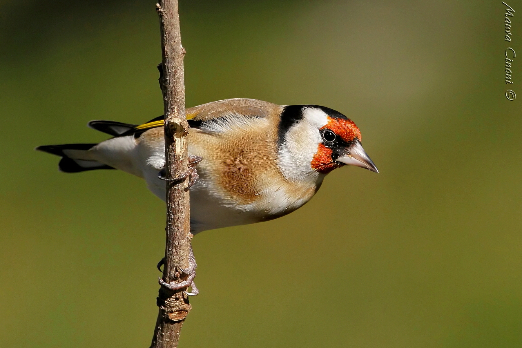 Goldfinch