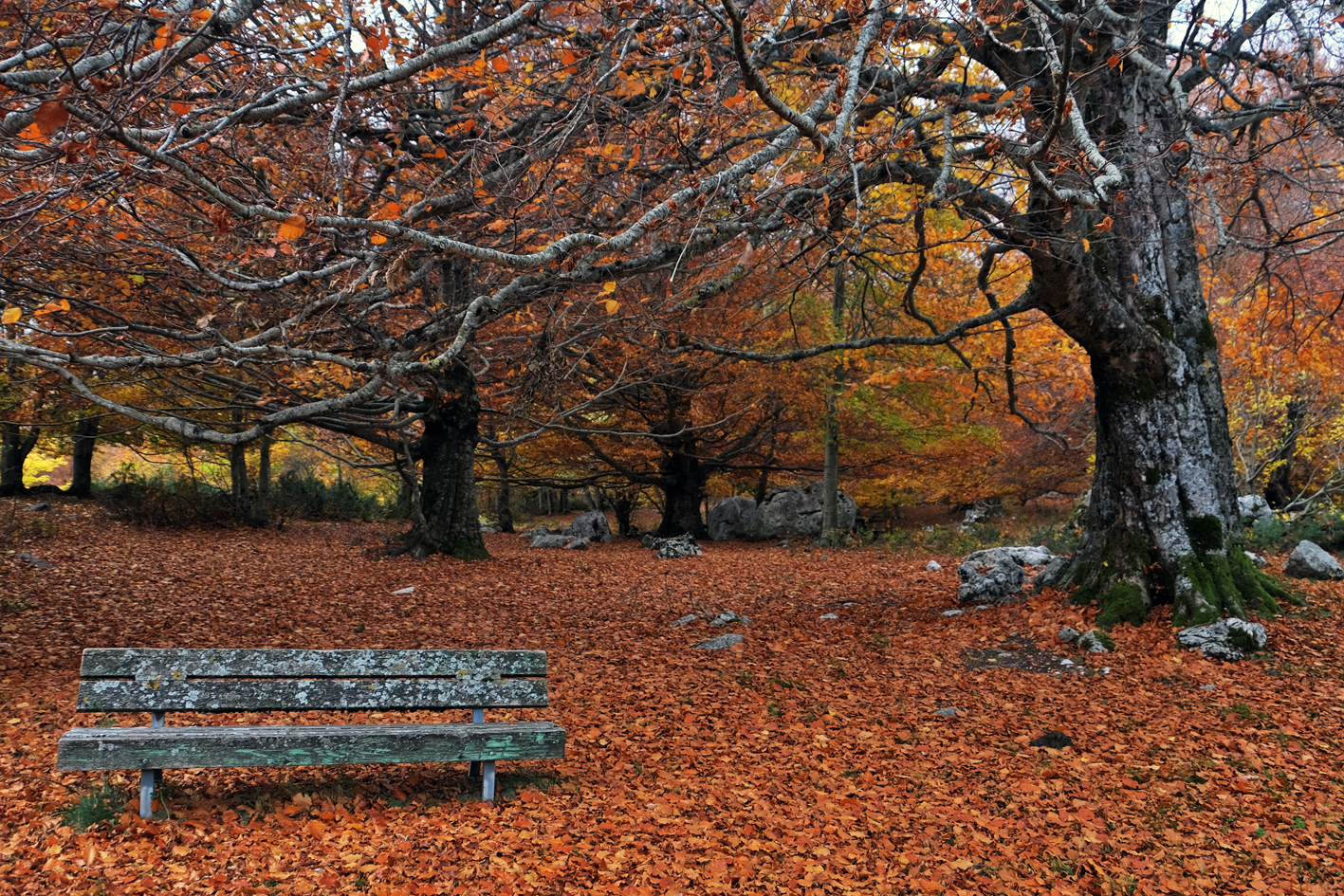The bench in the woods