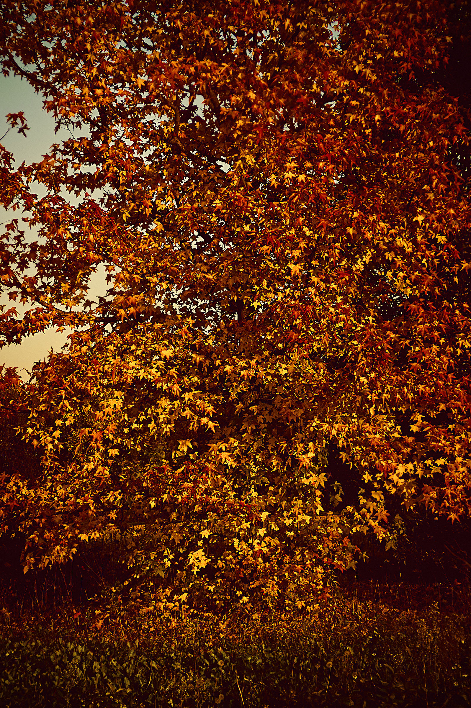 Autunno 2017 al Parco del Molgora col Konica 40mm