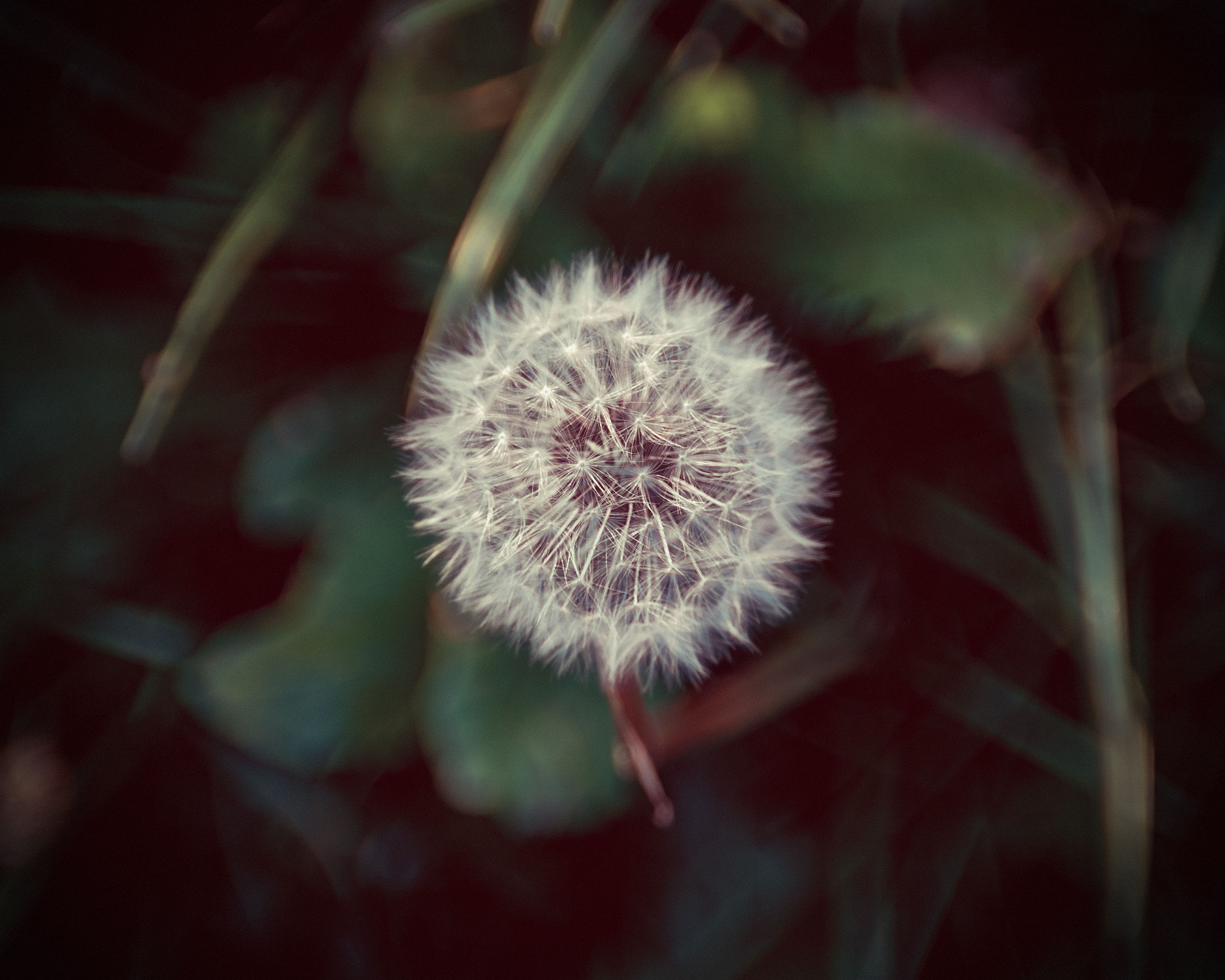 Un micromondo immerso nel Verde