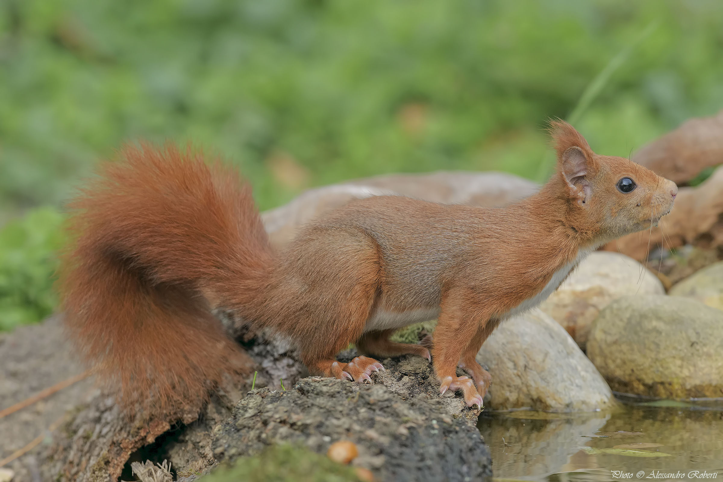 Red squirrel