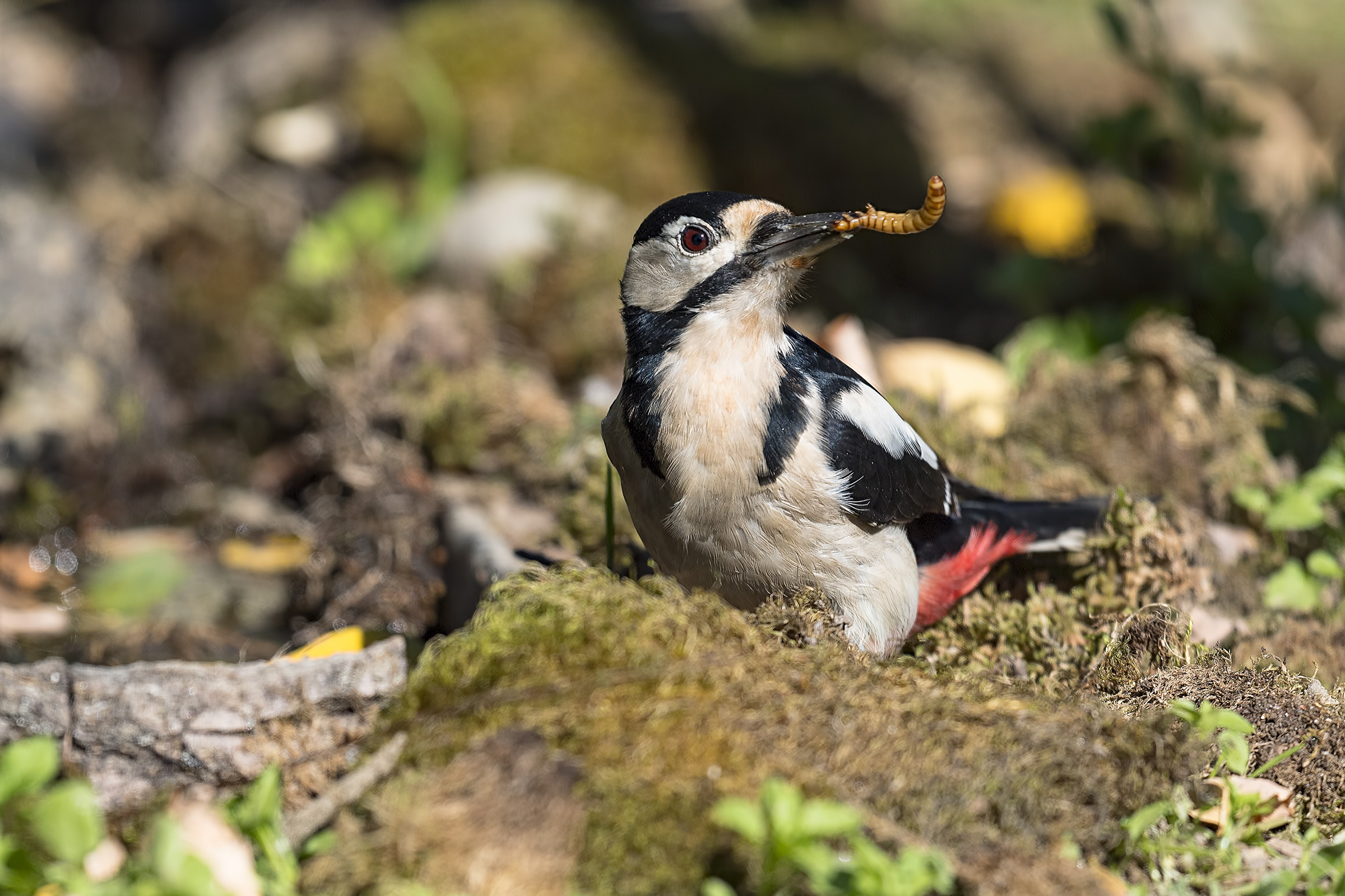 Si mangia - Picchio rosso