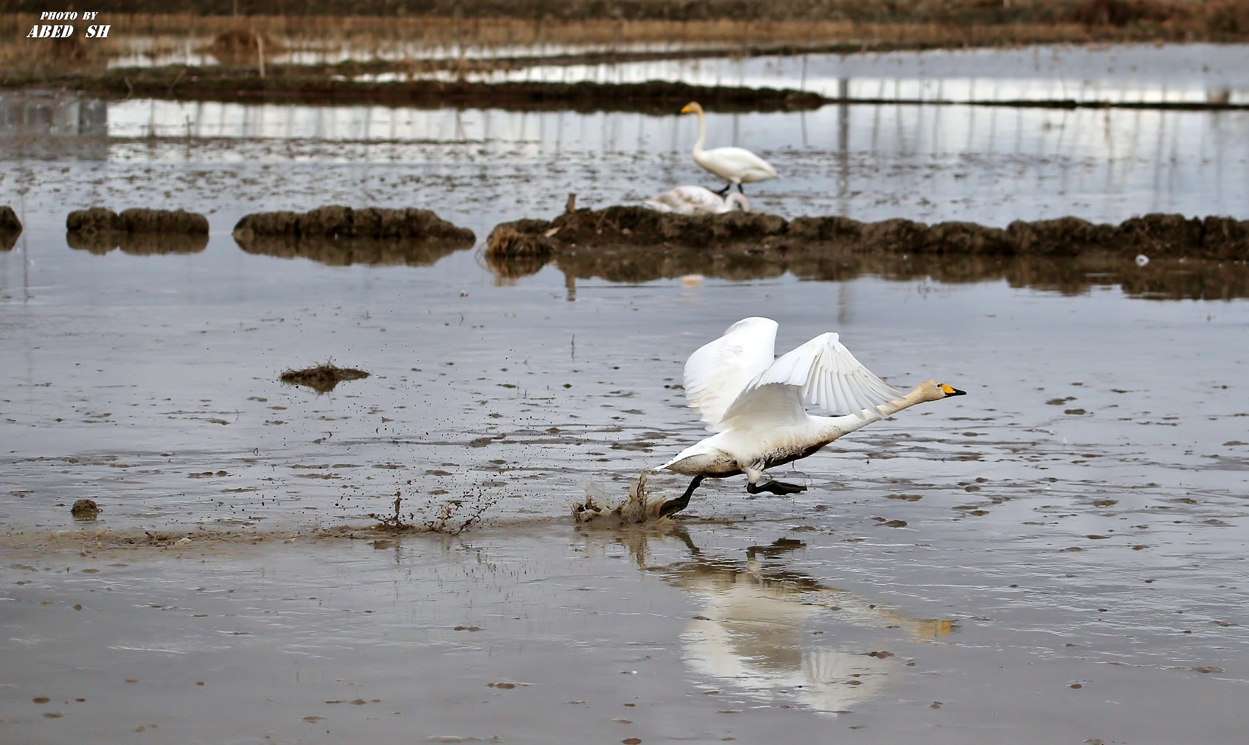 Cigno del cacciatore