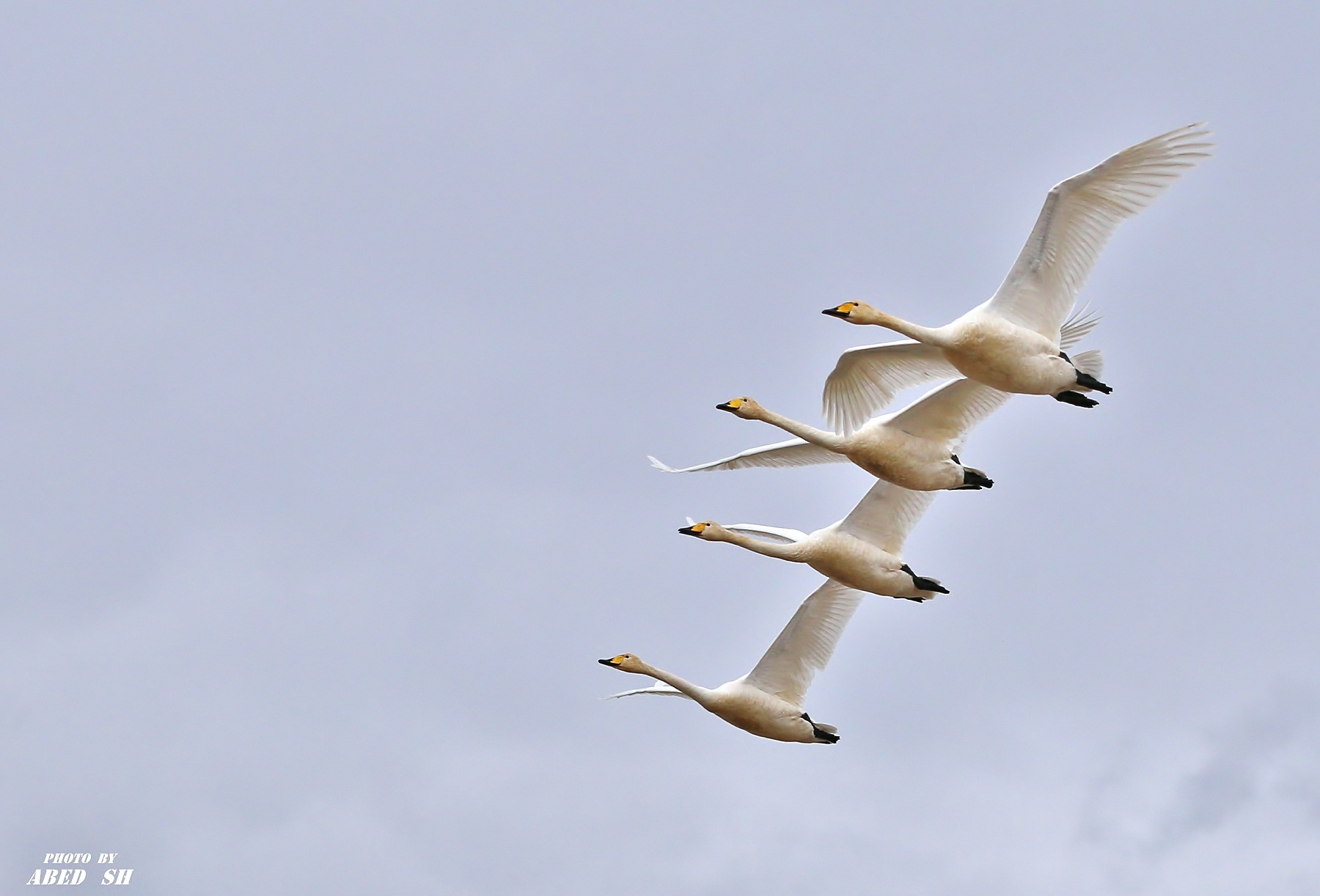 Cigno del cacciatore