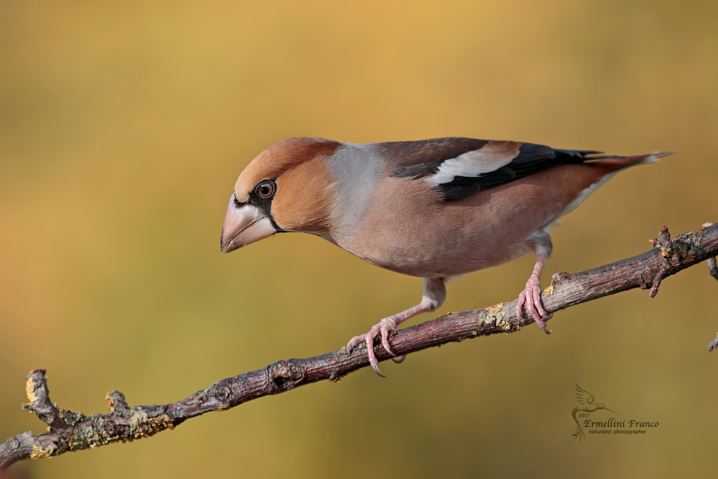 Grosbeak